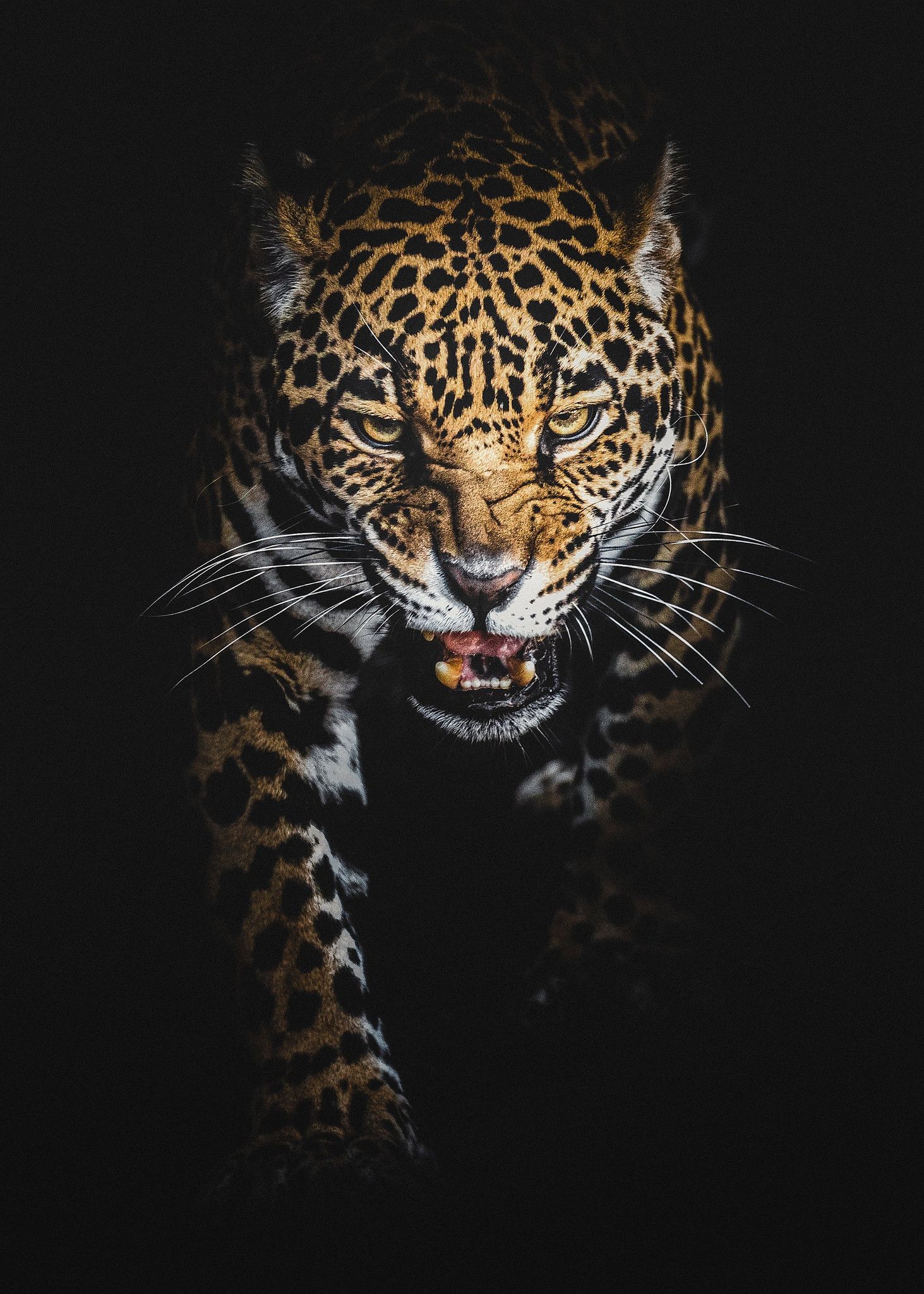 Black Leopard Background 
 Data-src /full/1531266 - Leopard Wallpaper Iphone , HD Wallpaper & Backgrounds