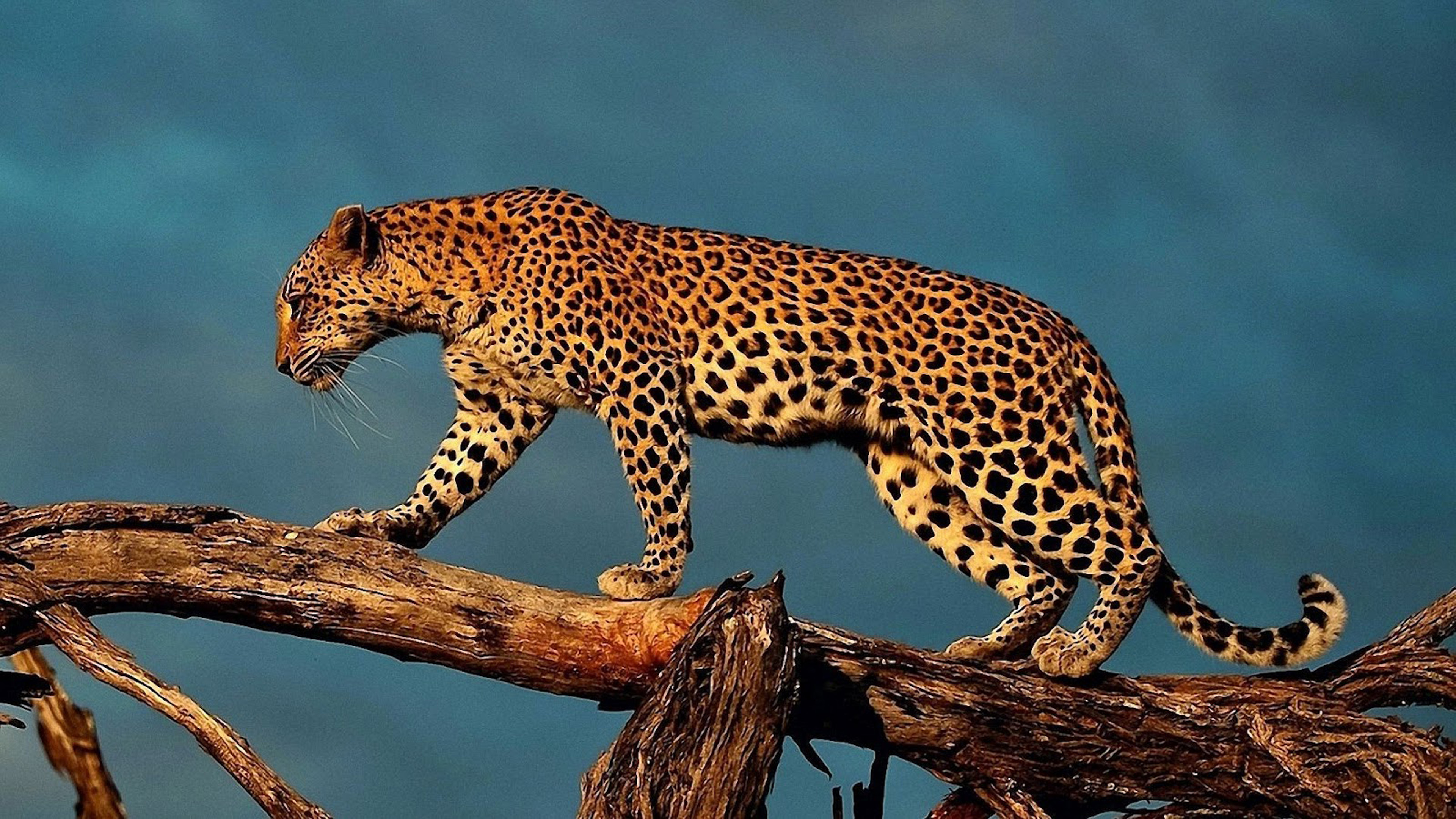 Hd Photos Of Leopard , HD Wallpaper & Backgrounds