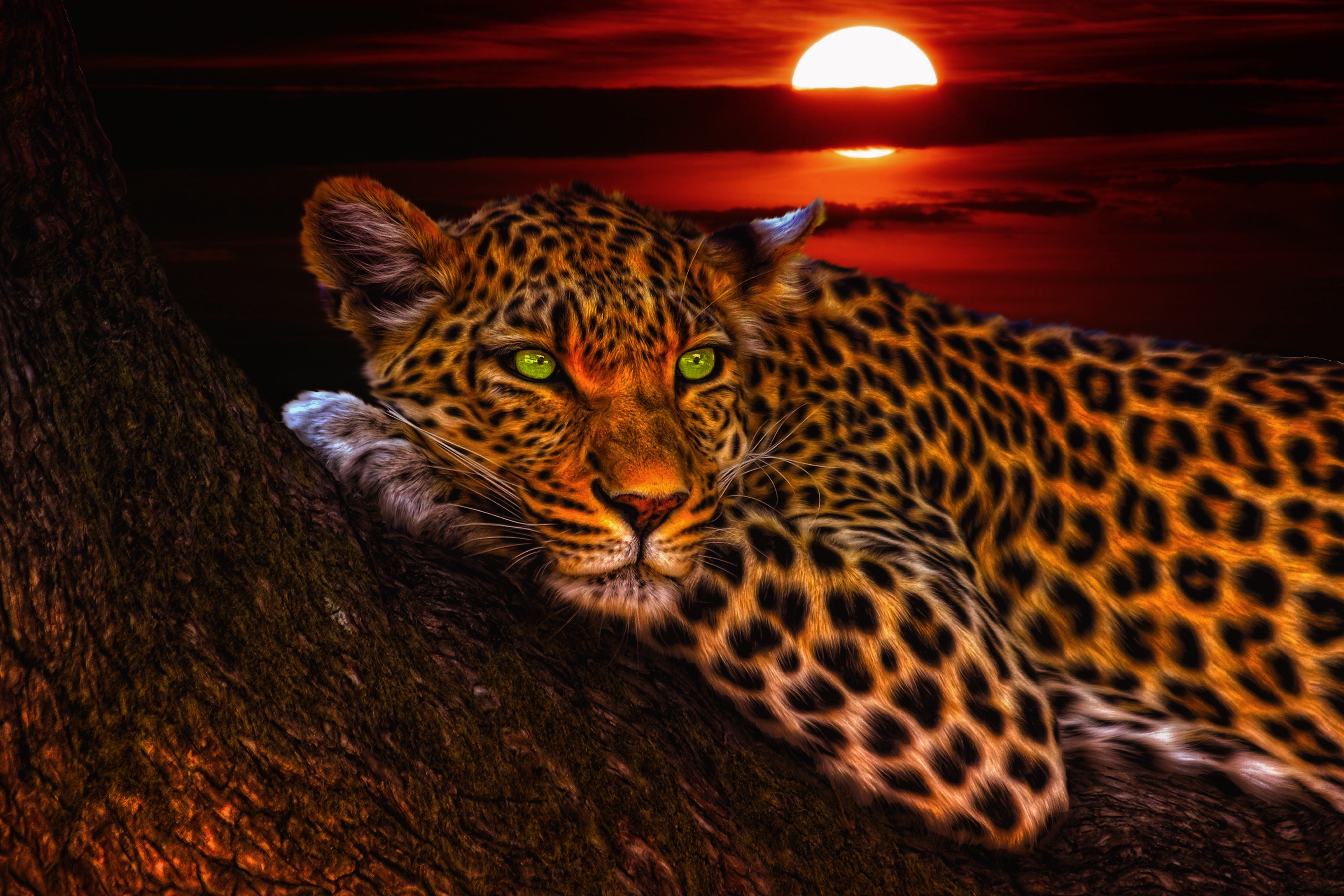 Leopard Wallpaper 4k , HD Wallpaper & Backgrounds