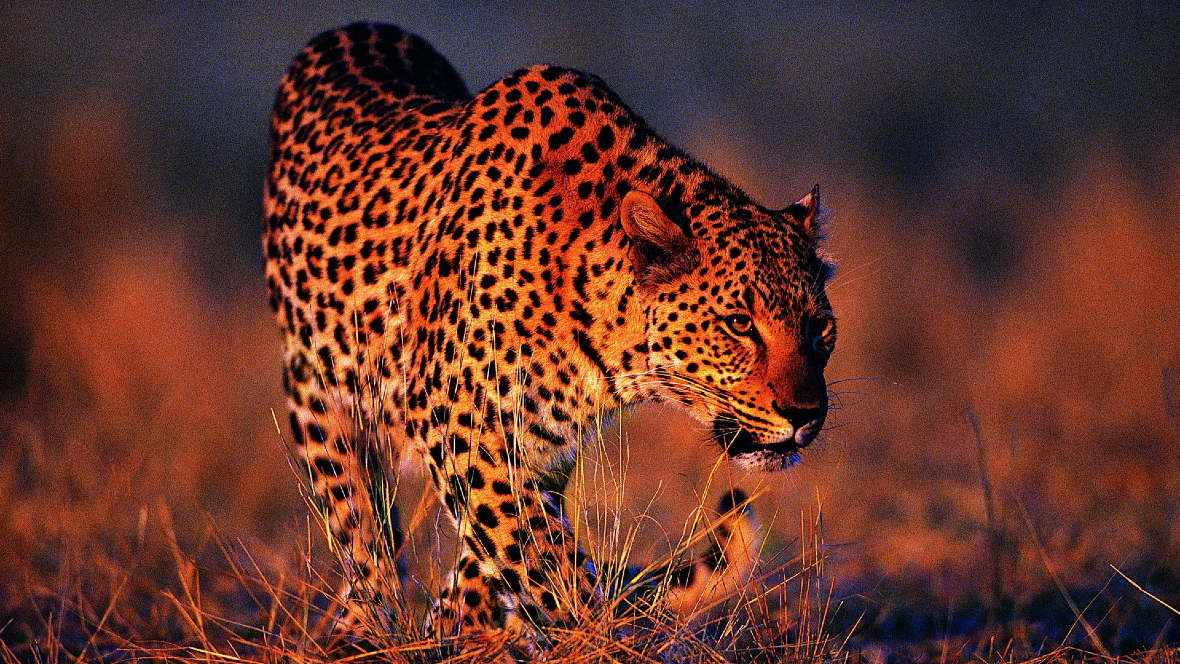 20 Leopard Wallpapers Backgrounds Images Freecreatives - Leopard Wallpaper 4k , HD Wallpaper & Backgrounds
