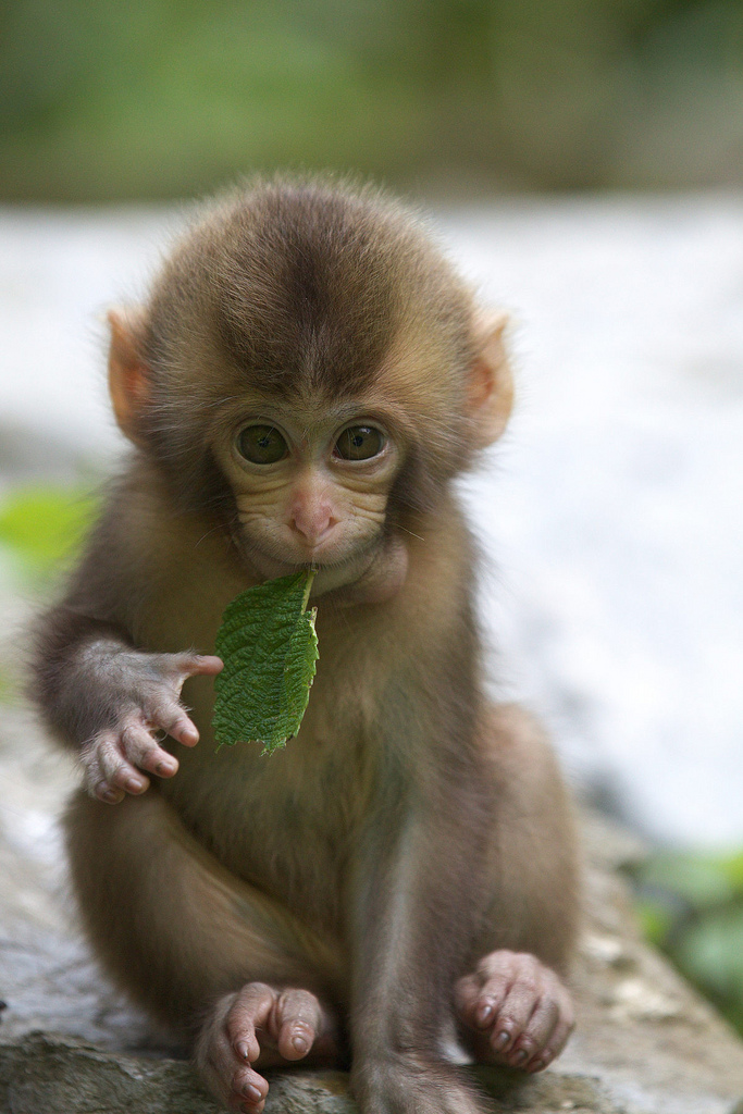 Adorable Baby Monkey Wallpapers - Cute Baby Monkey , HD Wallpaper & Backgrounds