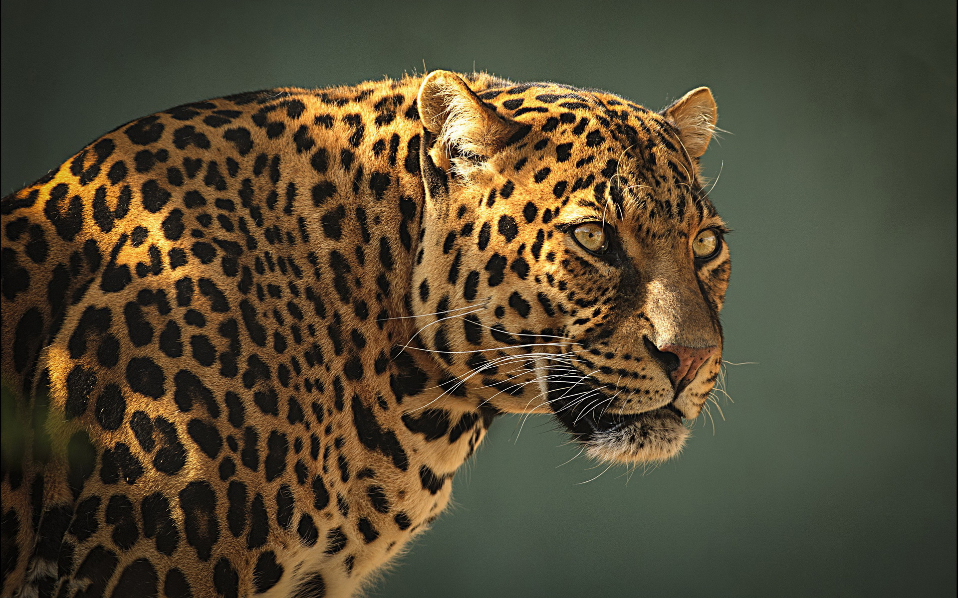 Leopard Wallpaper Desktop , HD Wallpaper & Backgrounds