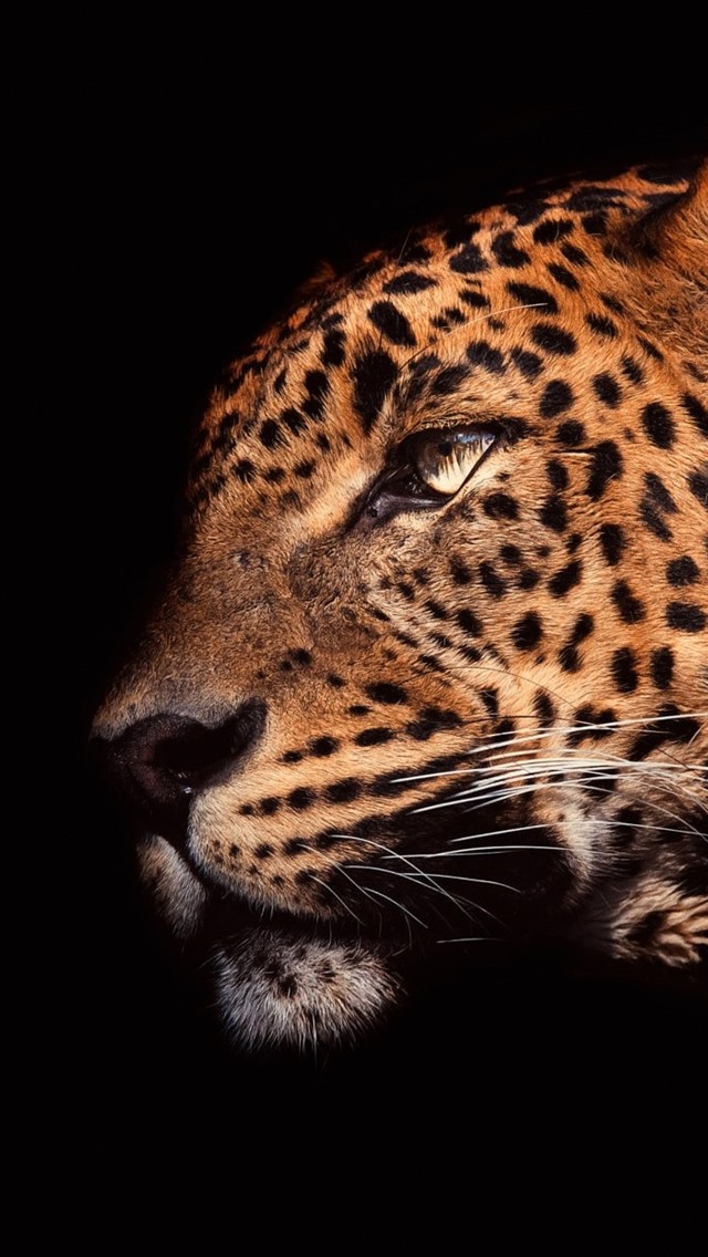 Леопард Обои На Айфон , HD Wallpaper & Backgrounds