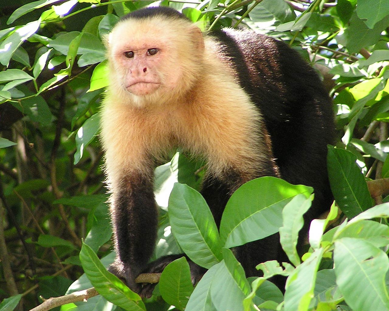 Free Capuchin Monkey Wallpaper Wallpapers Download - Capuchin Monkey , HD Wallpaper & Backgrounds
