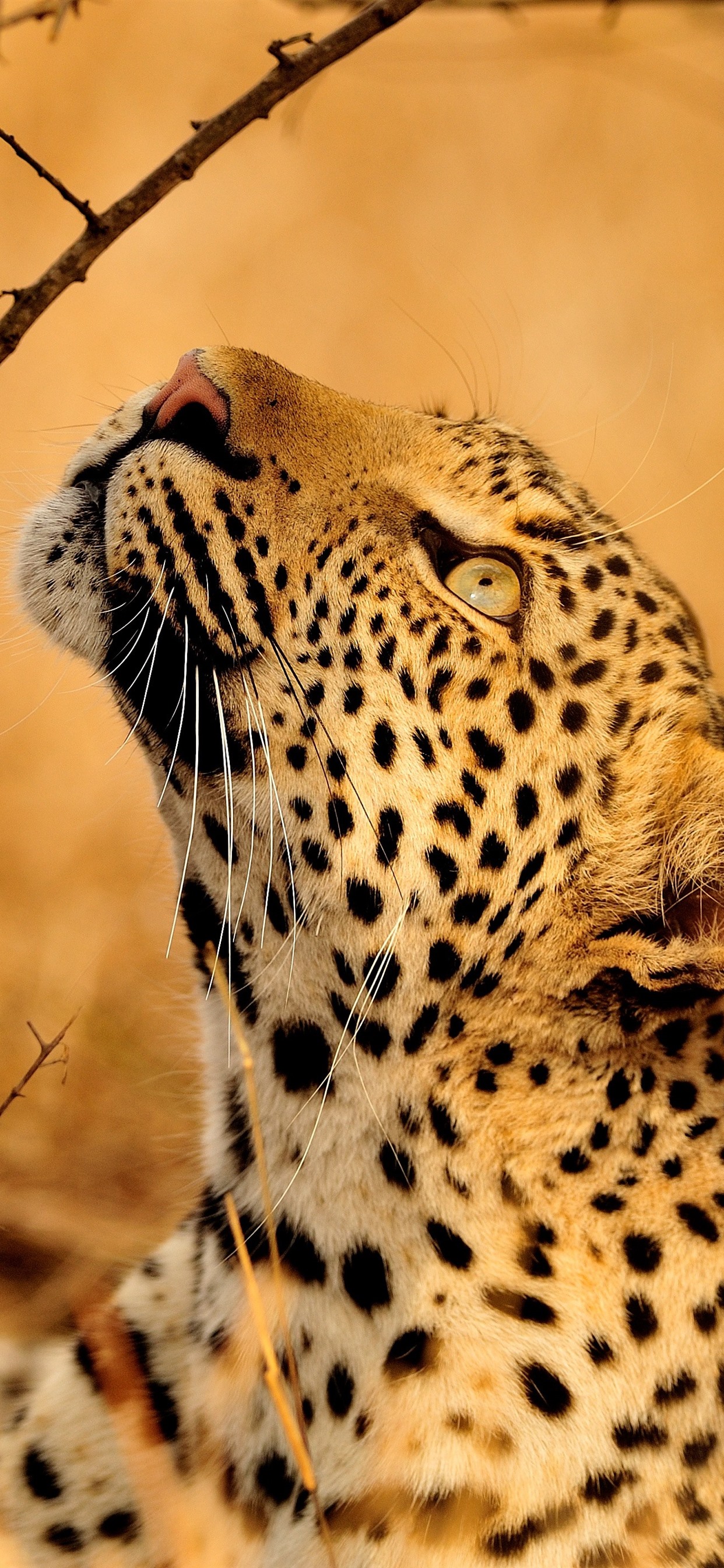 African Leopard , HD Wallpaper & Backgrounds