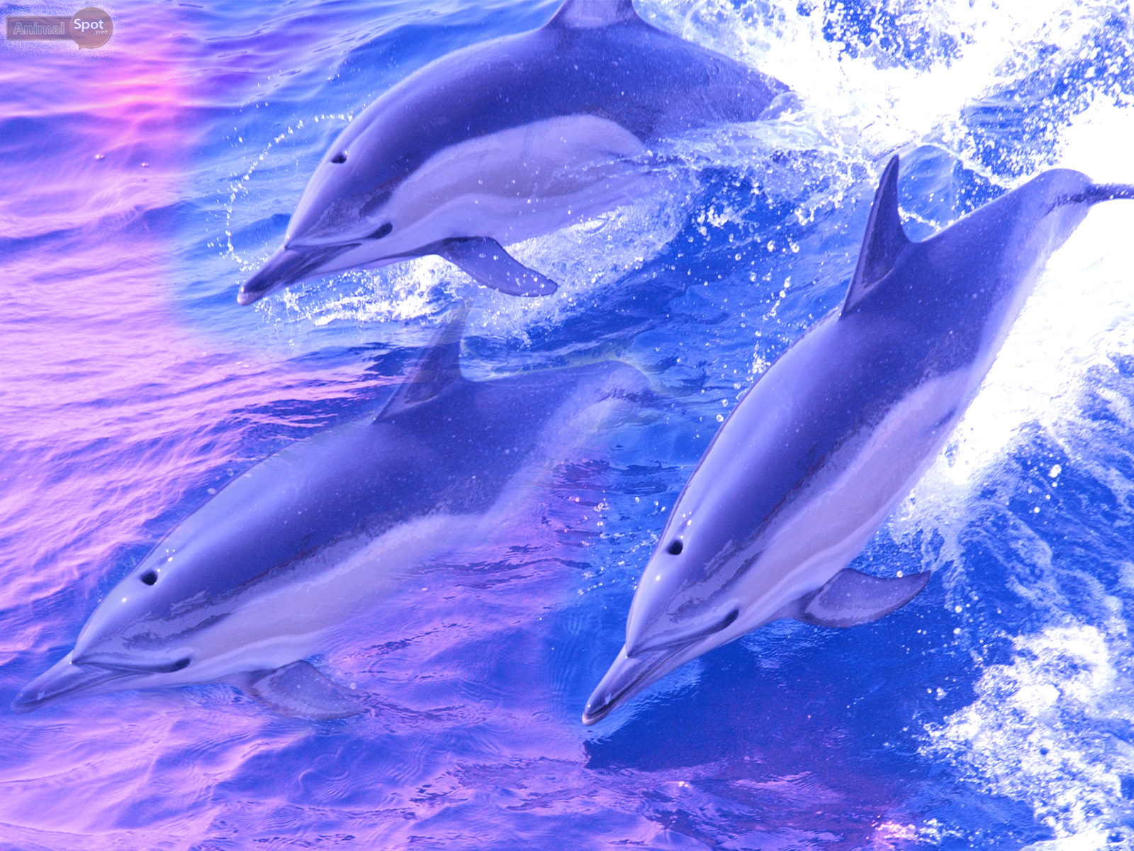Dolphin Wallpapers Animal Spot - Dolphin Backgrounds , HD Wallpaper & Backgrounds