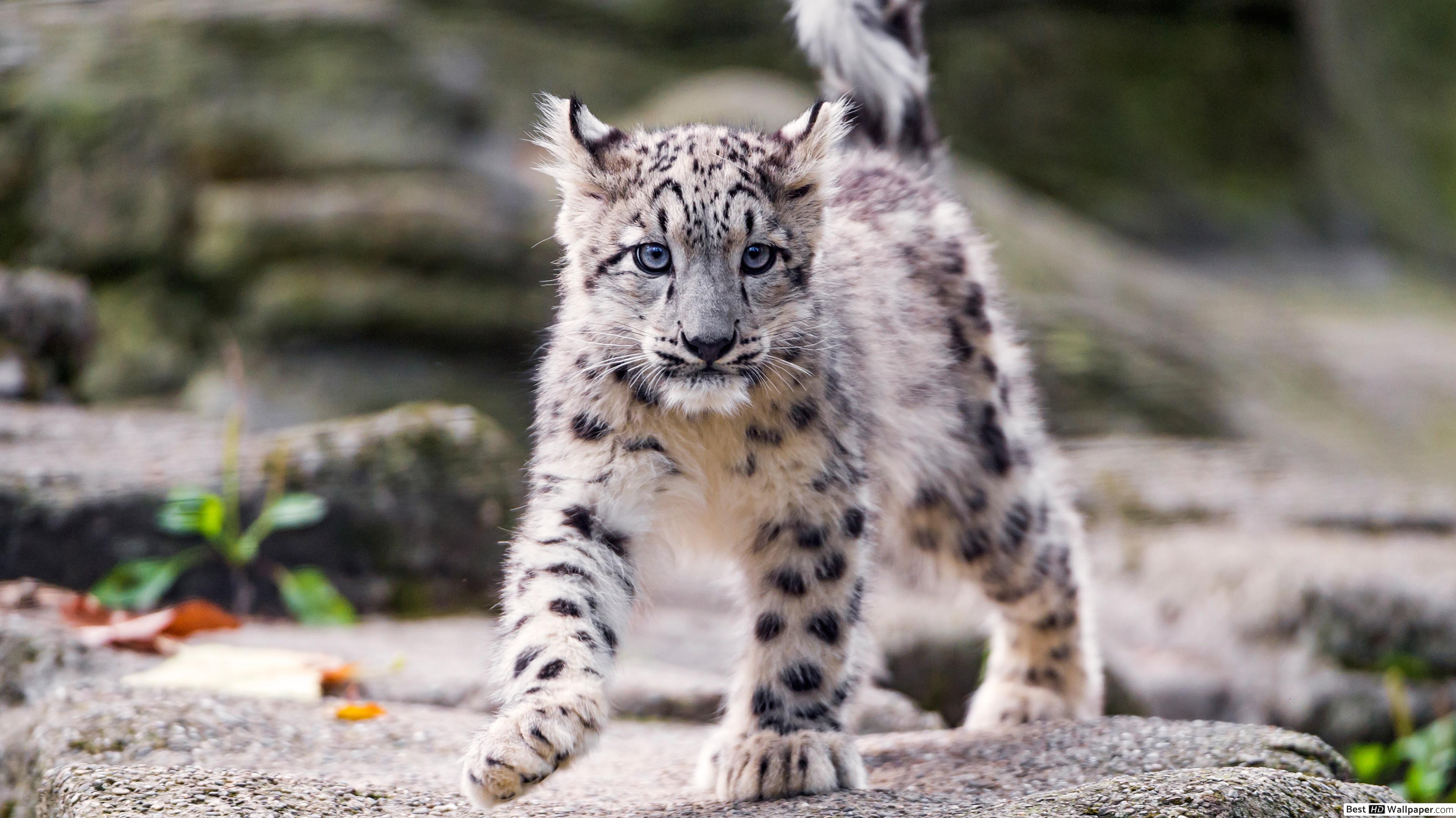 Snow Leopard Cub Walking , HD Wallpaper & Backgrounds
