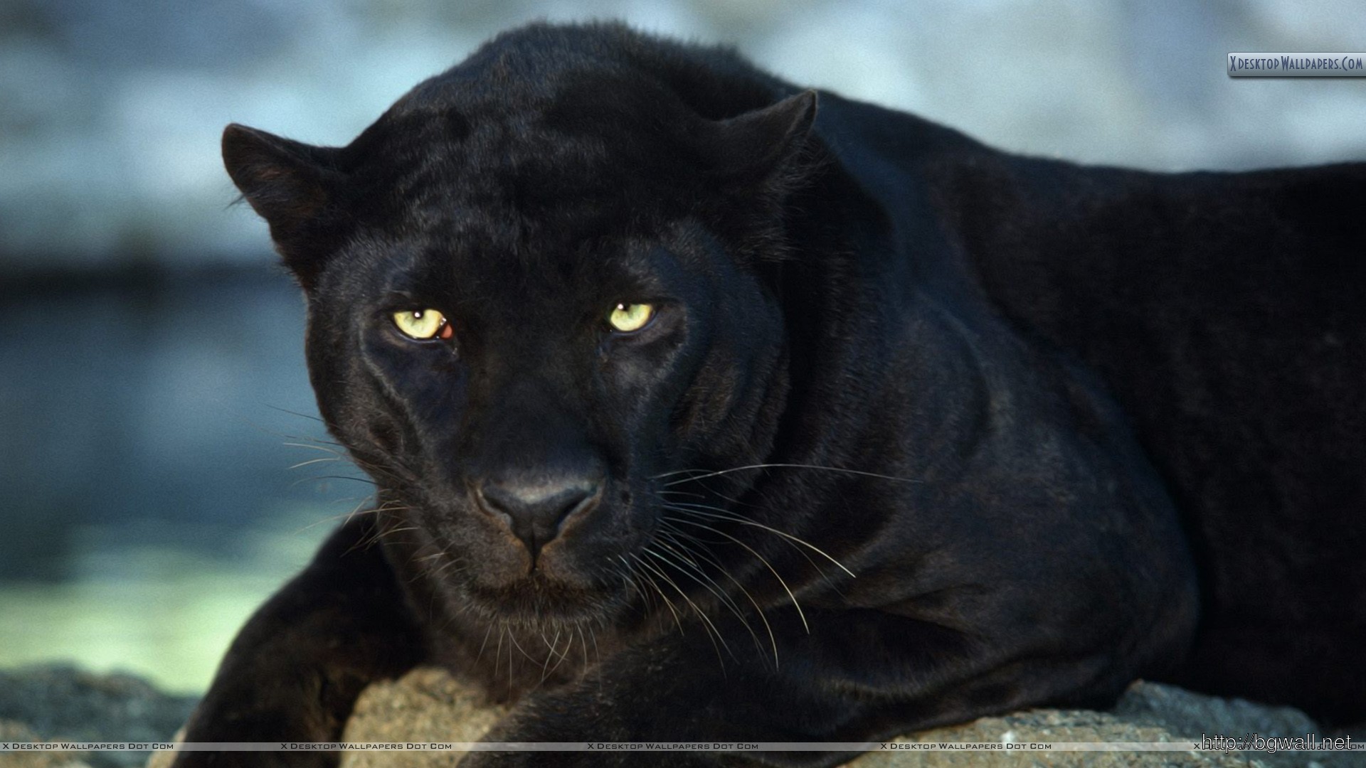 Black Leopard Wallpaper Full Size - Black Panther Animal Hd , HD Wallpaper & Backgrounds