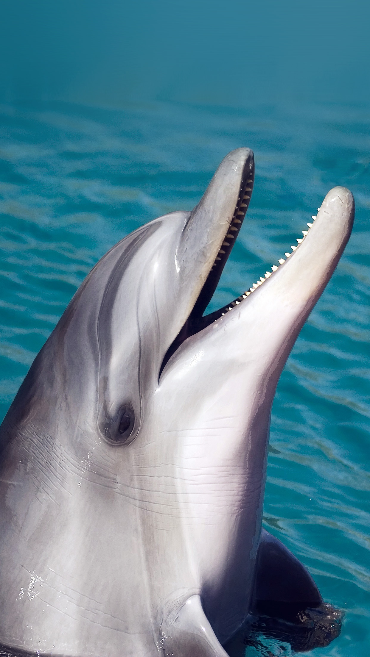 Dolphin Hd Wallpaper For Android , HD Wallpaper & Backgrounds