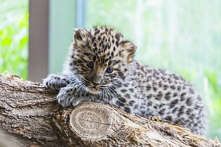 Amur, Amur Leopard, Amur Leopard Baby, Baby Animal, - Amur Leopard Baby , HD Wallpaper & Backgrounds