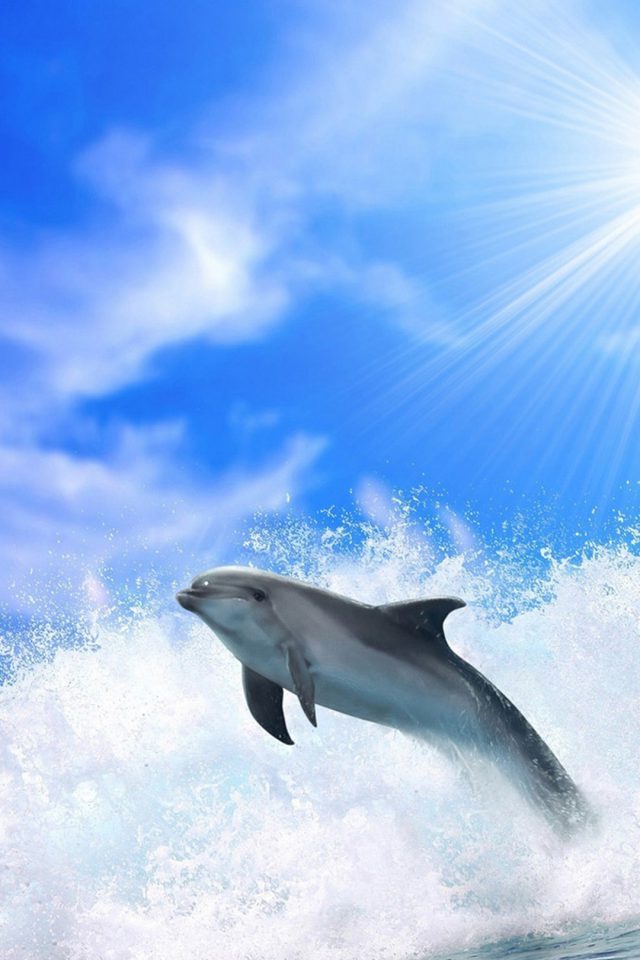 Ocean Dolphins Iphone Wallpaper - Dolphin Wallpaper Ipad , HD Wallpaper & Backgrounds