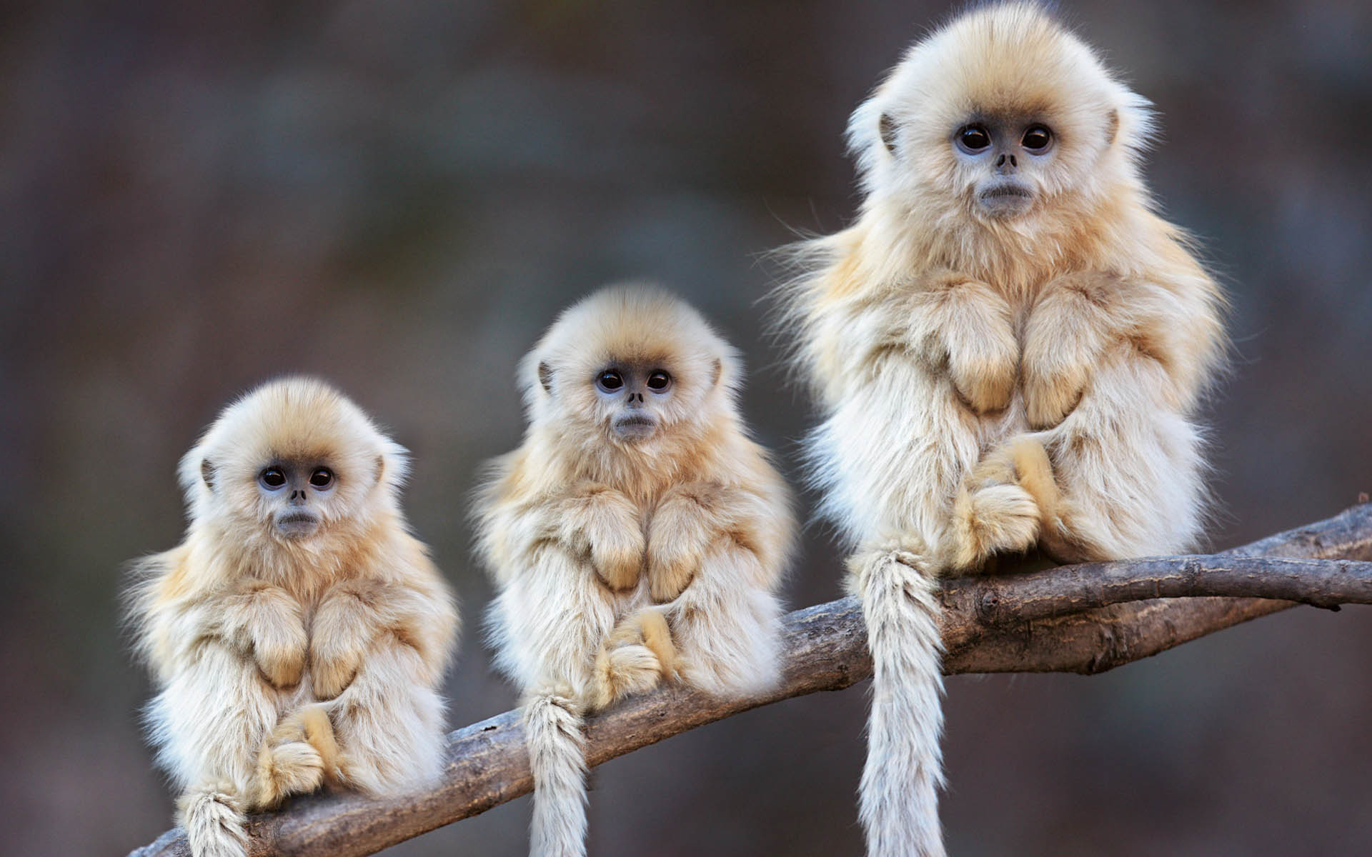 Monkey Wallpapers Hd Images Live Hd Wallpaper Hq Pictures - Cutest Monkey Breed , HD Wallpaper & Backgrounds