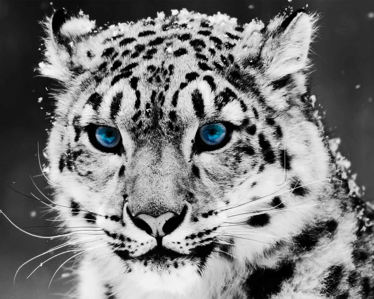 White And Black Cheetah , HD Wallpaper & Backgrounds