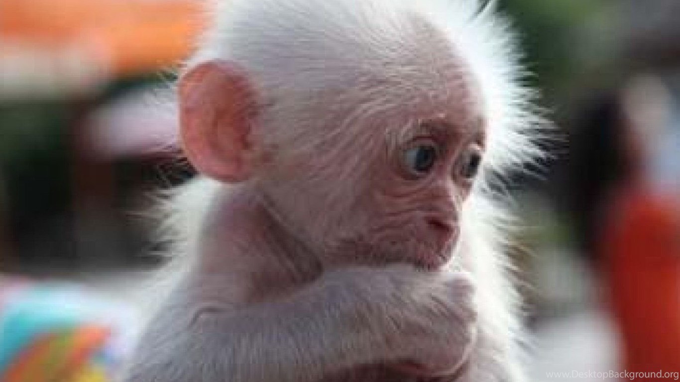 Cute Baby Monkey Wallpaper - All White Finger Monkeys , HD Wallpaper & Backgrounds