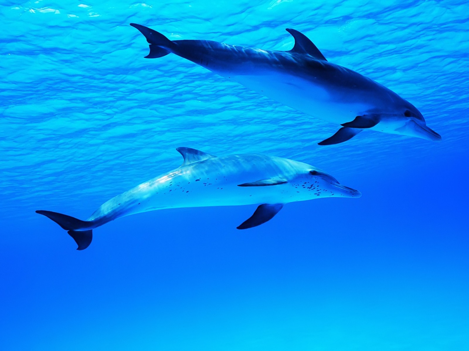 Ocean Background With Dolphins , HD Wallpaper & Backgrounds