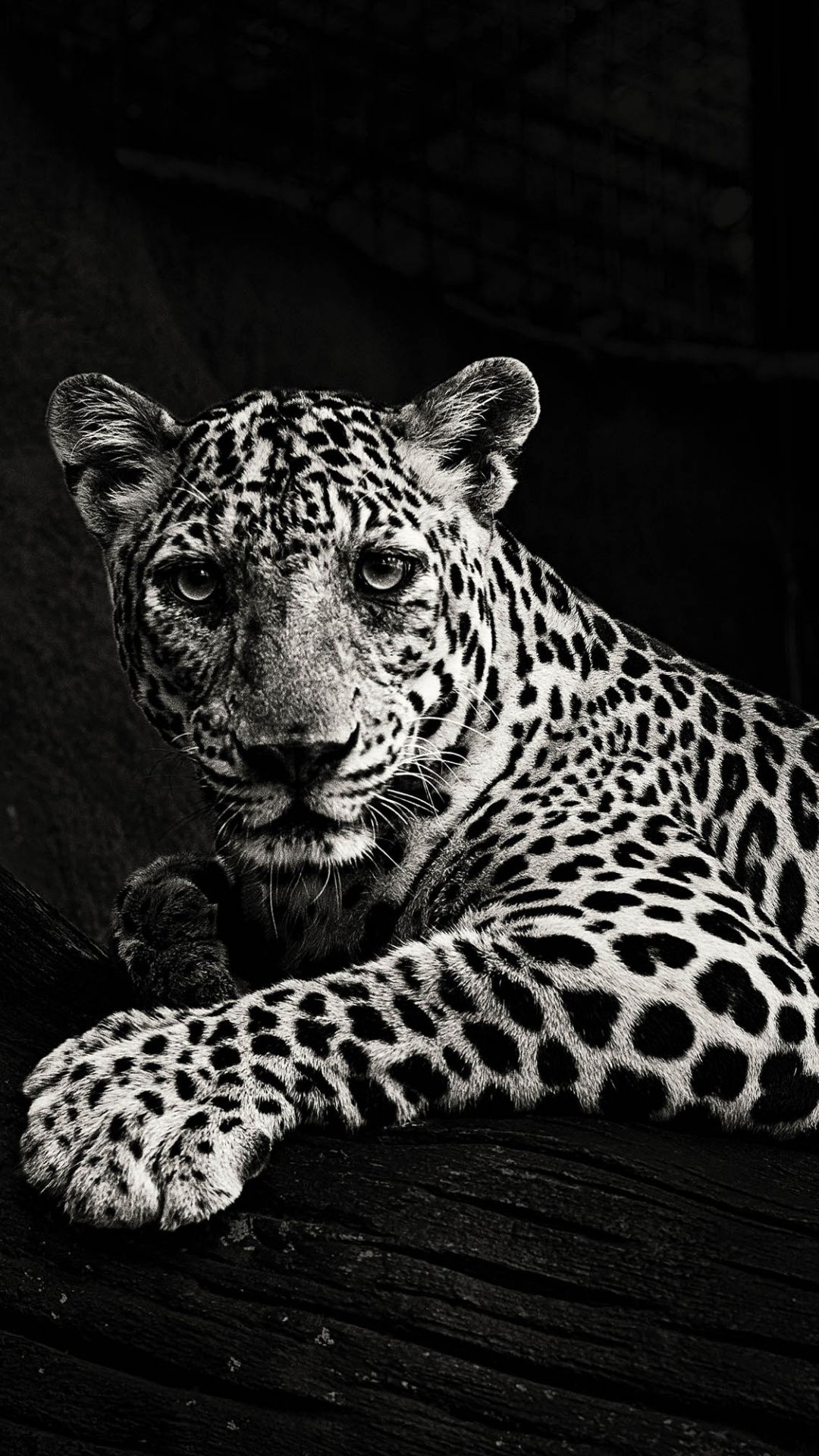 Animal Black And White , HD Wallpaper & Backgrounds