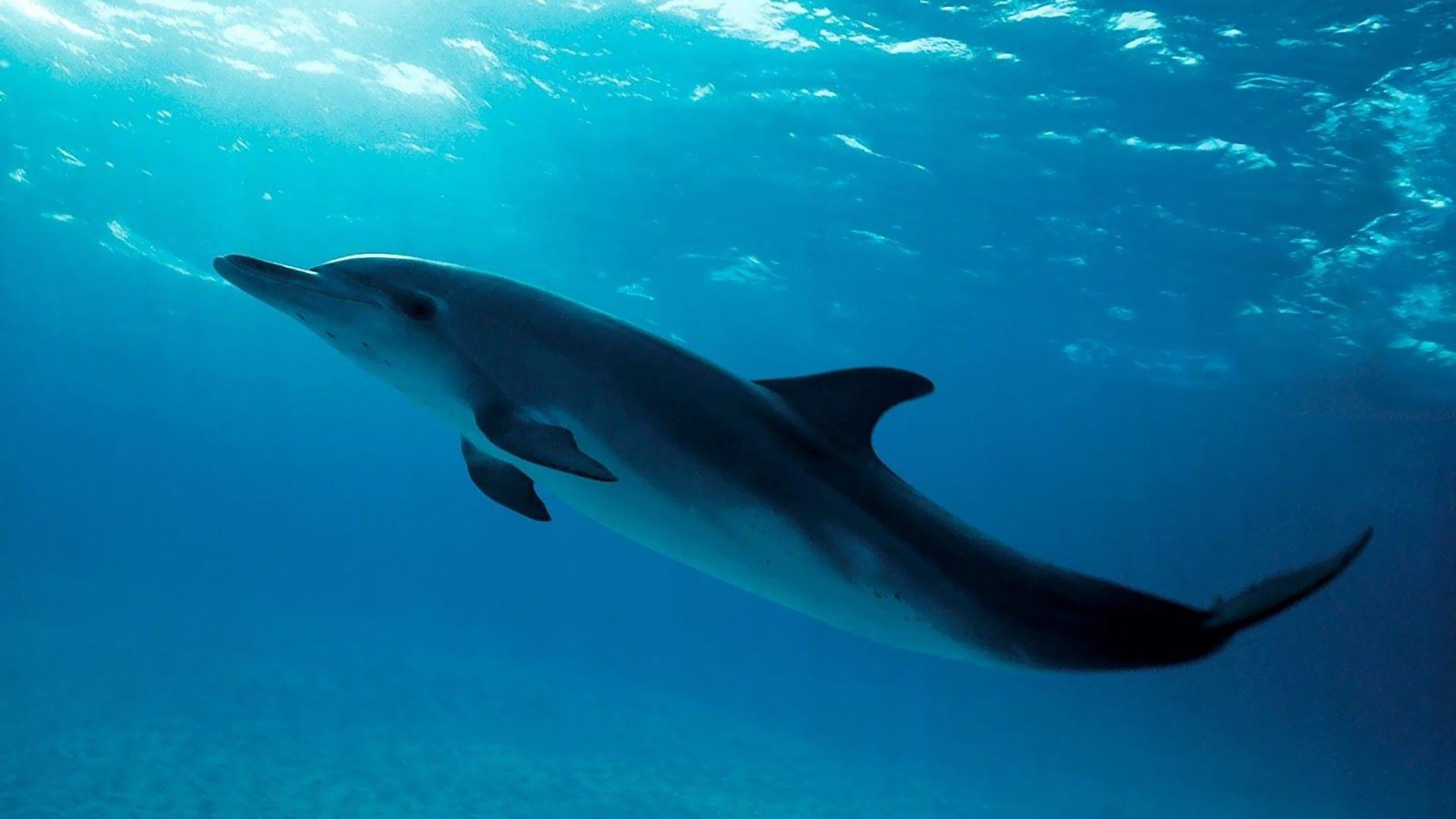 1080p Dolphin , HD Wallpaper & Backgrounds