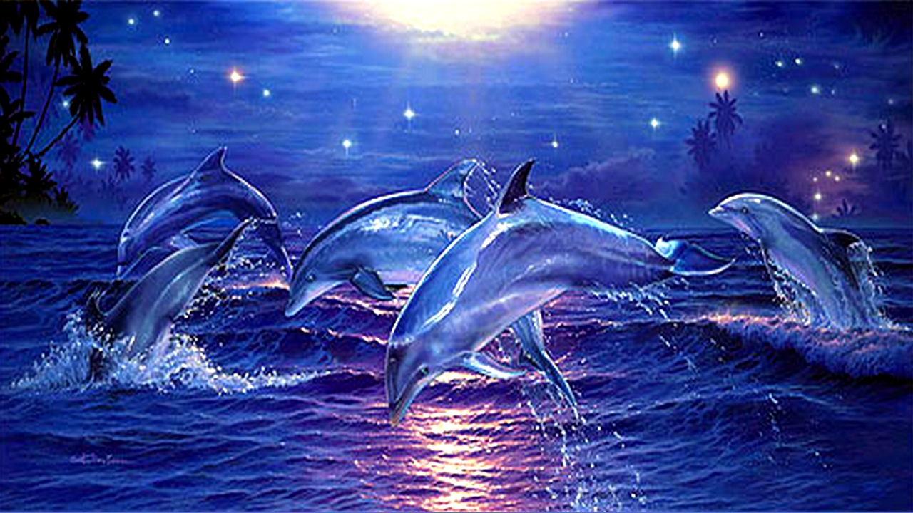 Dolphin Wallpaper Hd - Starlight Dolphin , HD Wallpaper & Backgrounds