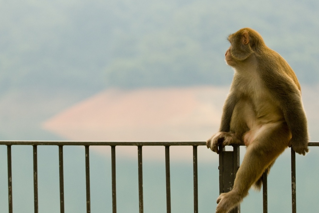 Indian Monkey - Monkey On A Fence , HD Wallpaper & Backgrounds
