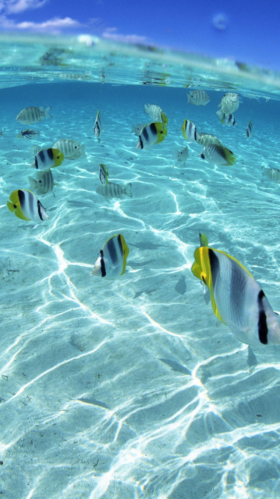 Wallpaper Fish, Flock, Sea, Shallow Water - Ta Chai Island , HD Wallpaper & Backgrounds