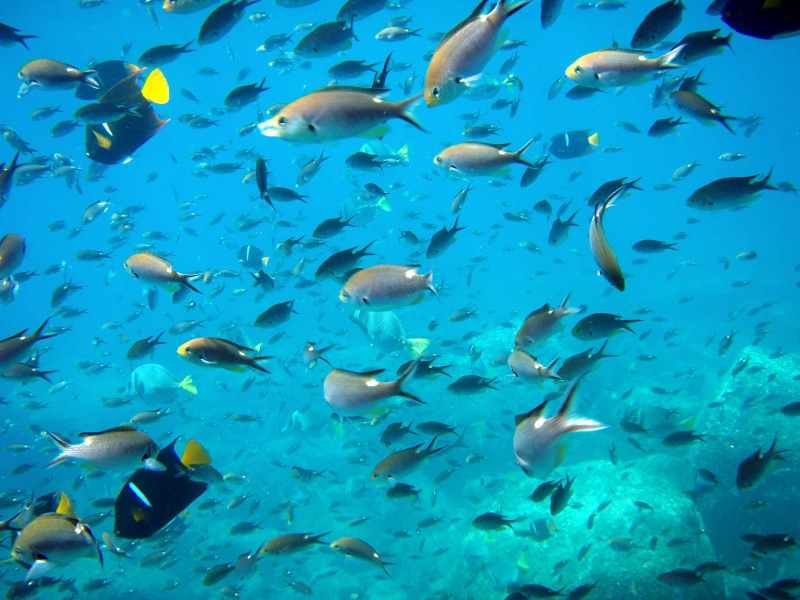 Water Ocean Fish Sea Wallpaper Animals Fish Hd Desktop - Fishes In The Water , HD Wallpaper & Backgrounds
