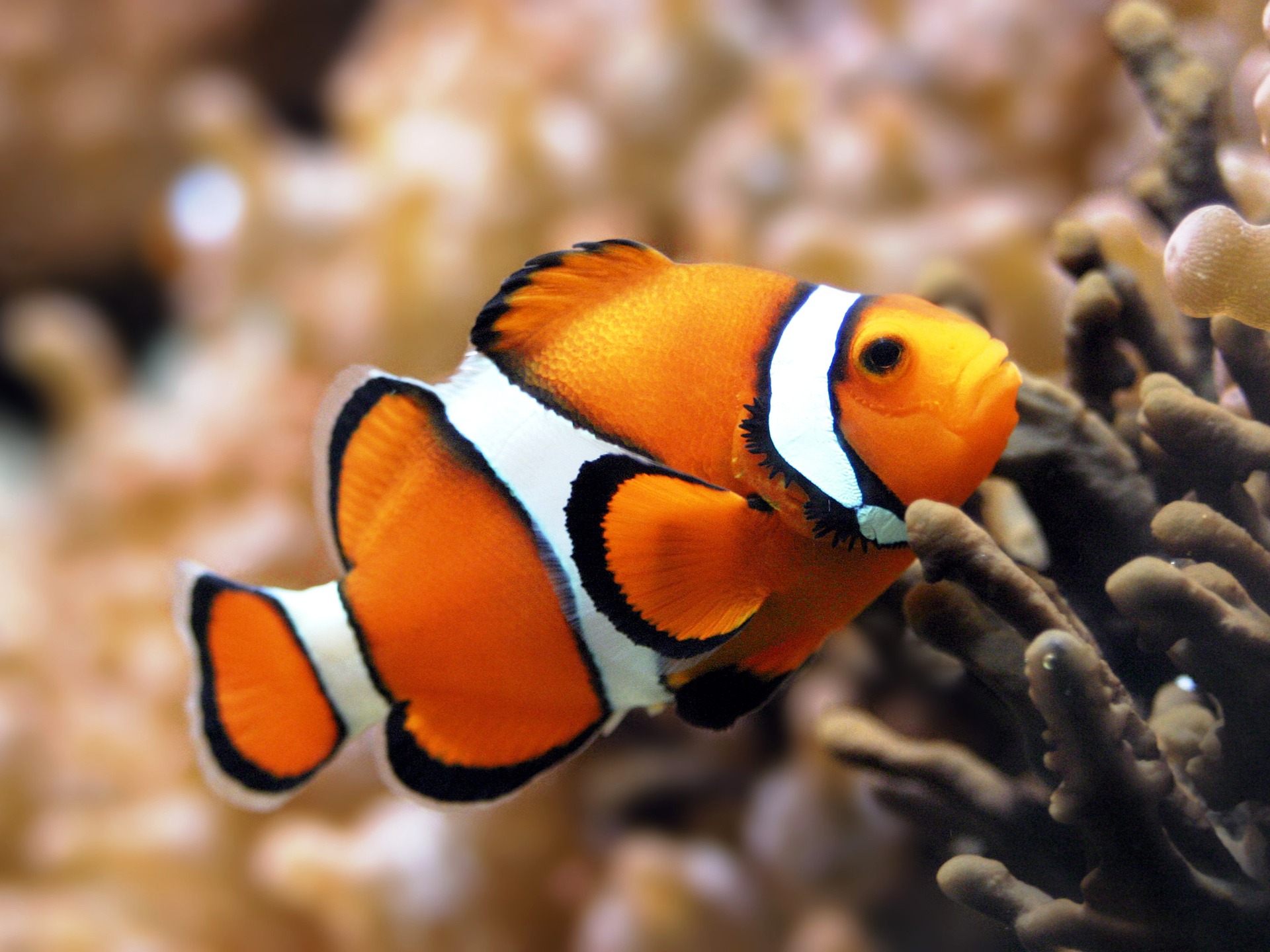 Water Fish Wallpaper Free Download - Clown Fish High Resolution , HD Wallpaper & Backgrounds