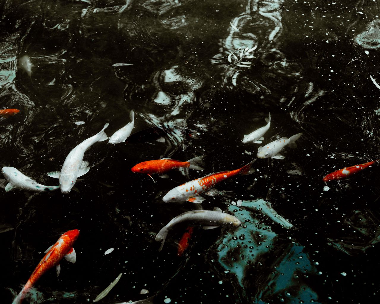 Wallpaper Fish, Water, Swimming - Koi Fish Wallpaper 4k , HD Wallpaper & Backgrounds
