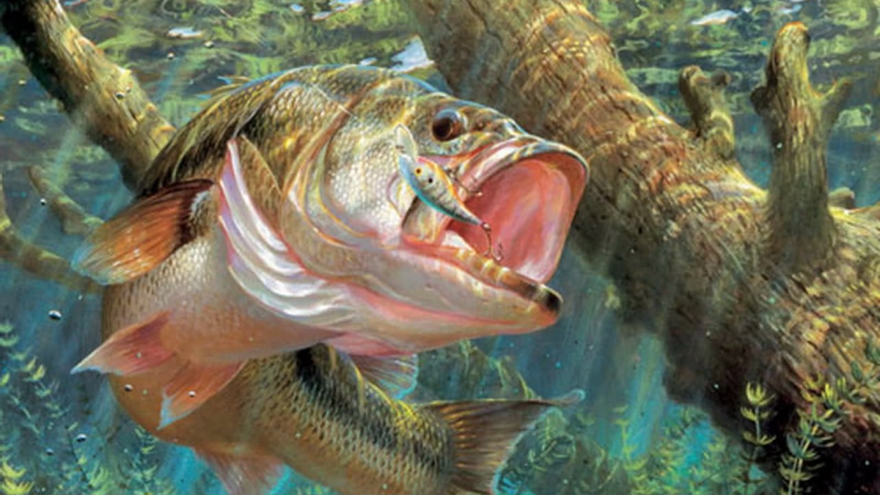 Largemouth Bass By Tree , HD Wallpaper & Backgrounds