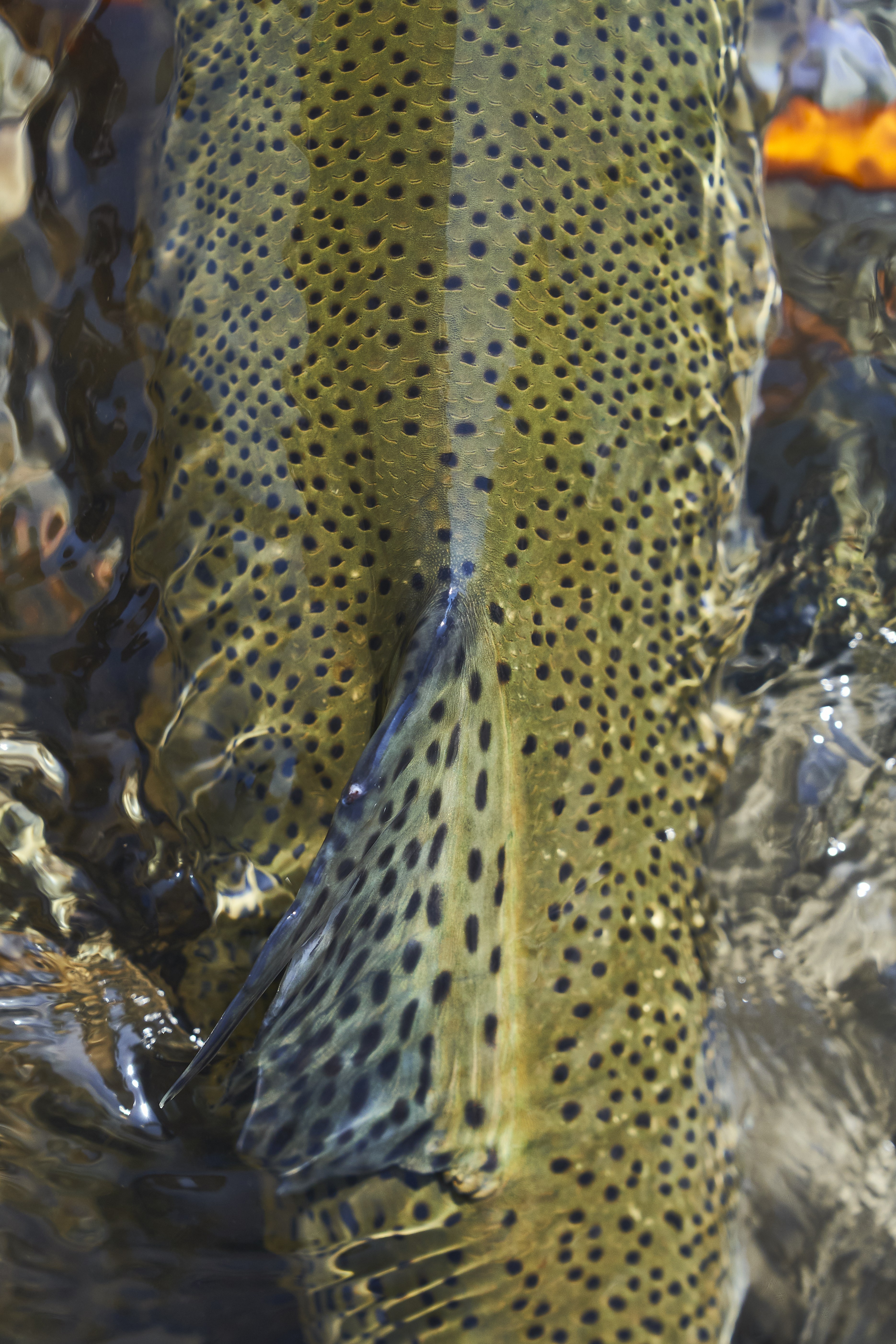 Brown Trout , HD Wallpaper & Backgrounds