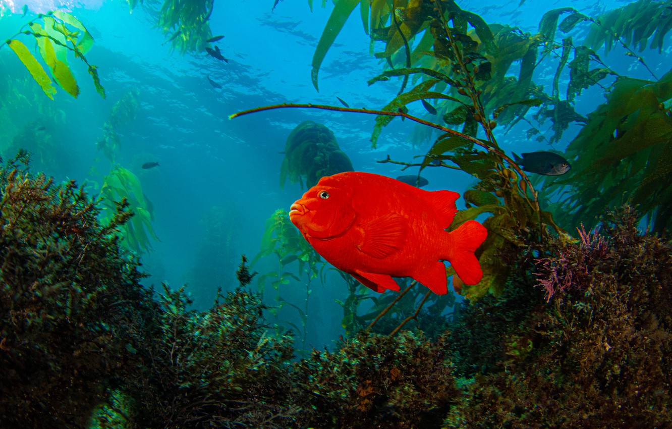 Photo Wallpaper Water, Algae, The Ocean, Fish, Garibaldi - Underwater , HD Wallpaper & Backgrounds