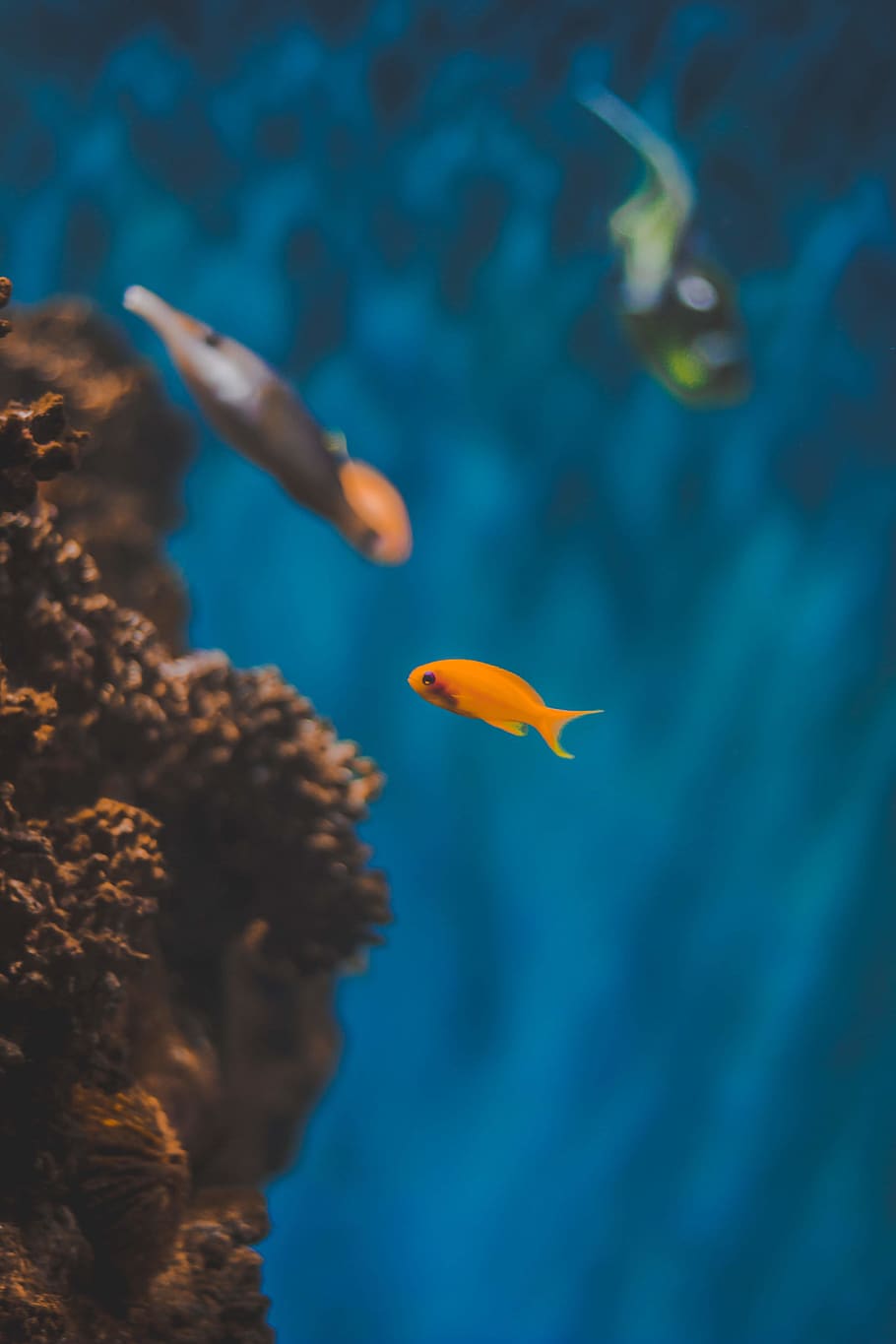 Orange Fish In Body Of Water, Animals, Aquarium, Aquatic, - Aquatic Wallpapers Hd , HD Wallpaper & Backgrounds