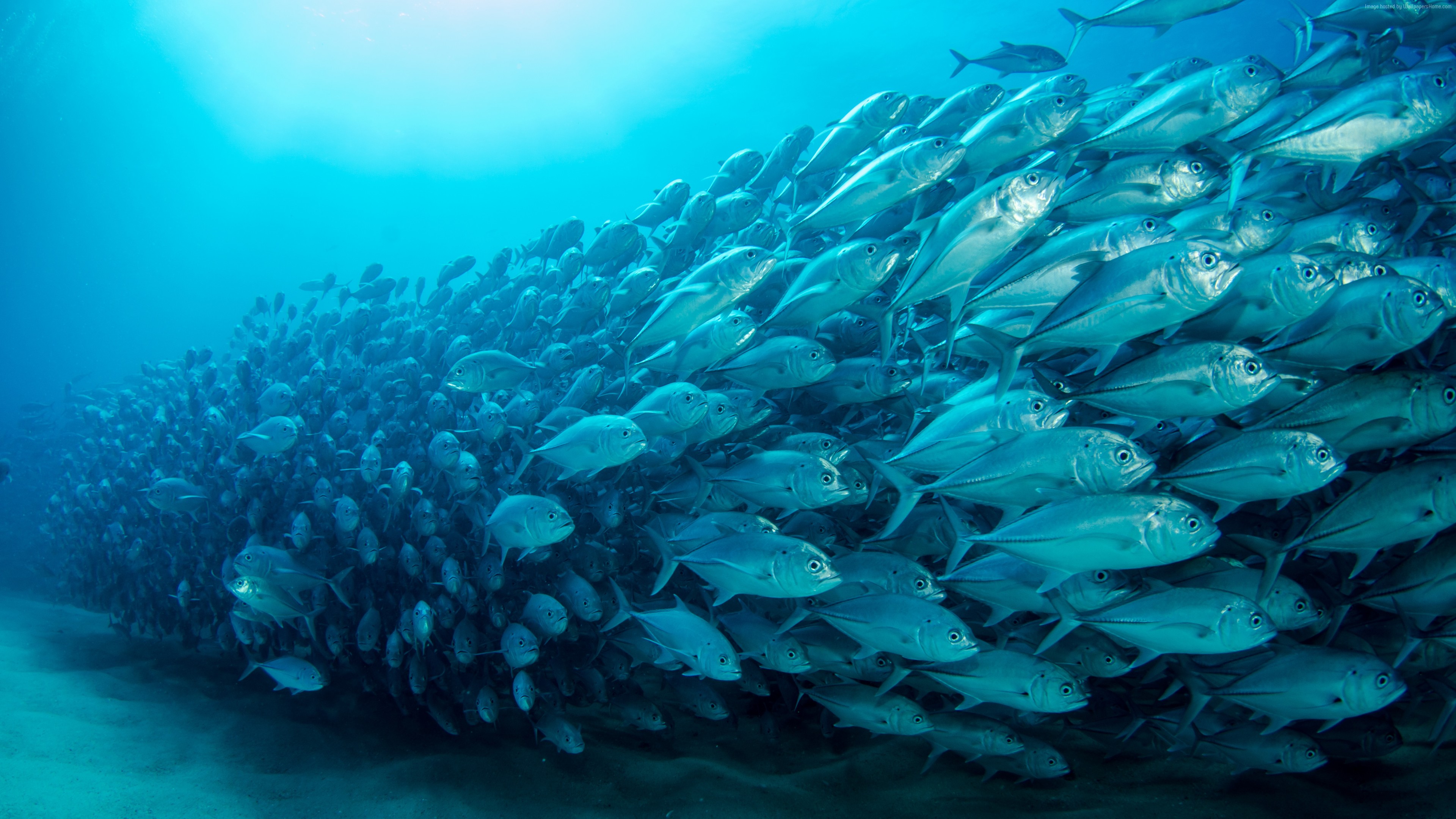 School Of Fish Hd , HD Wallpaper & Backgrounds