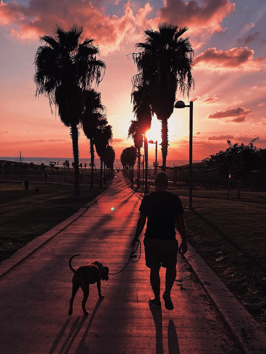 Man, Dog, Best Friend, Walk, Beach, Sunset, Sky, Clouds, - Best Friends In A Sunset , HD Wallpaper & Backgrounds