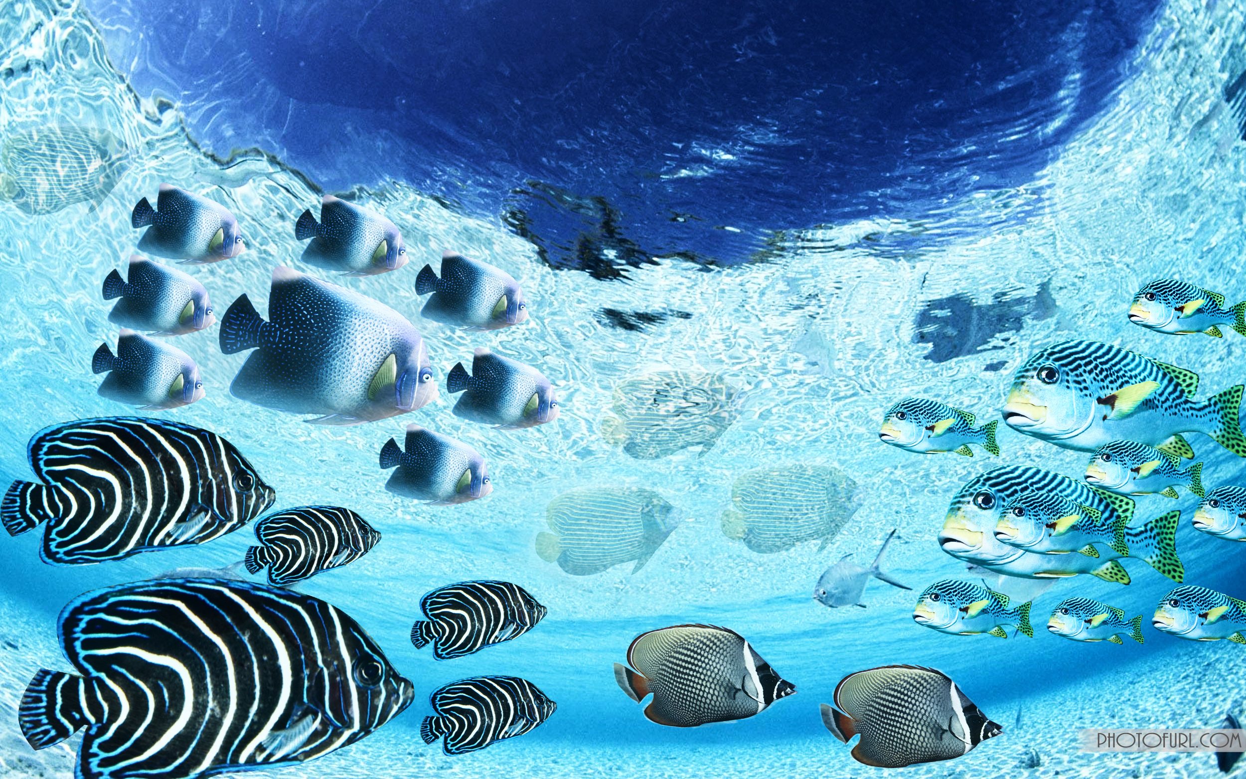 Group Of Beautiful Fish , HD Wallpaper & Backgrounds