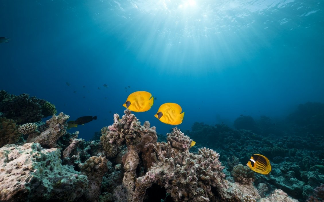 Download Wallpaper Yellow Fishes In The Ocean - Ocean With Yellow Fish , HD Wallpaper & Backgrounds