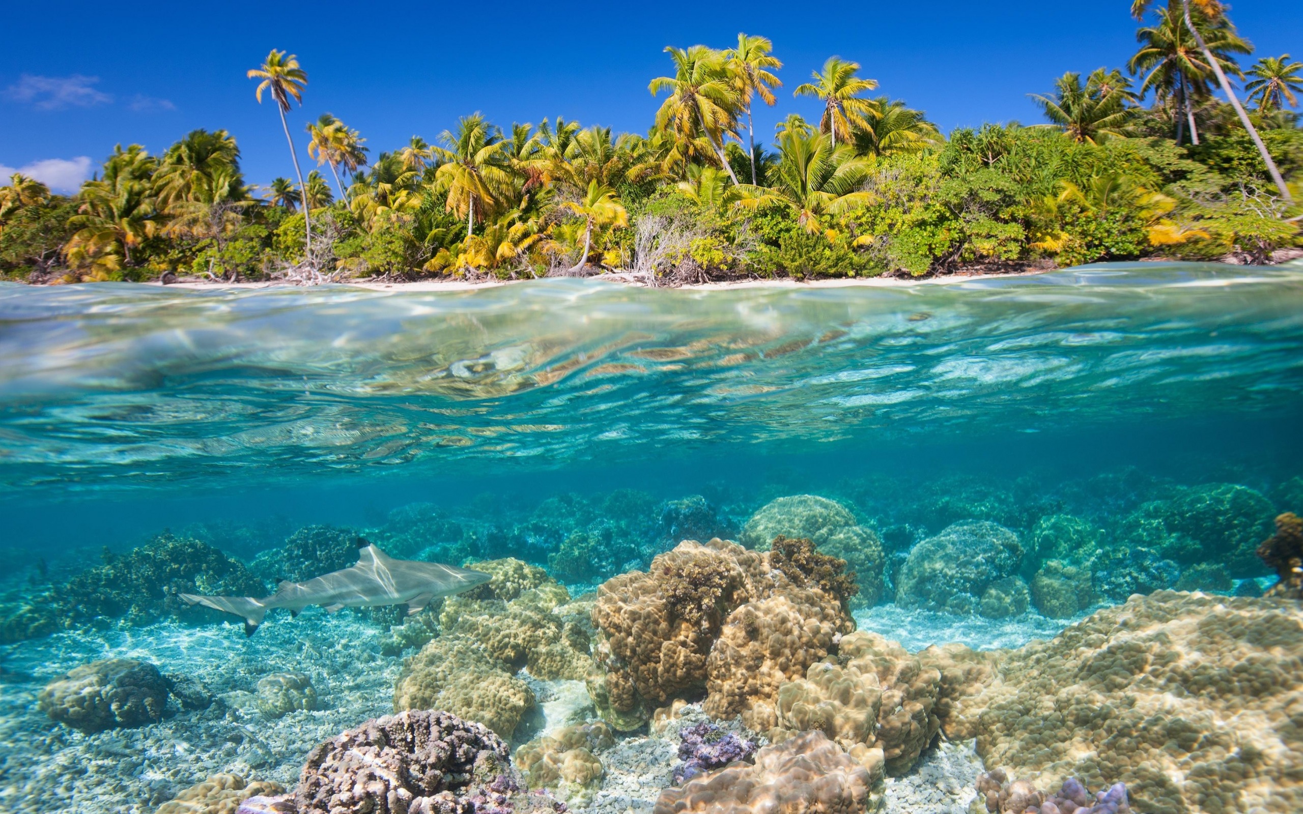 Tropical Islands, Underwater World, Corals, Shark, - Beach Underwater High Resolution , HD Wallpaper & Backgrounds