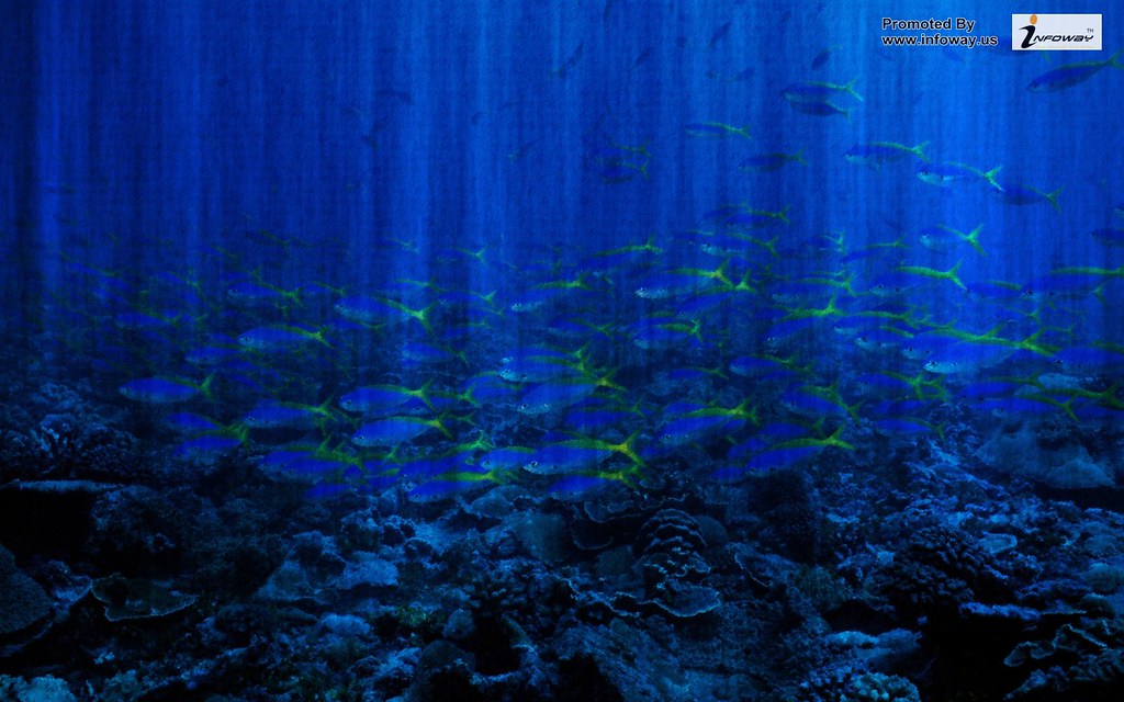 Wallpaper Fish In Water , HD Wallpaper & Backgrounds