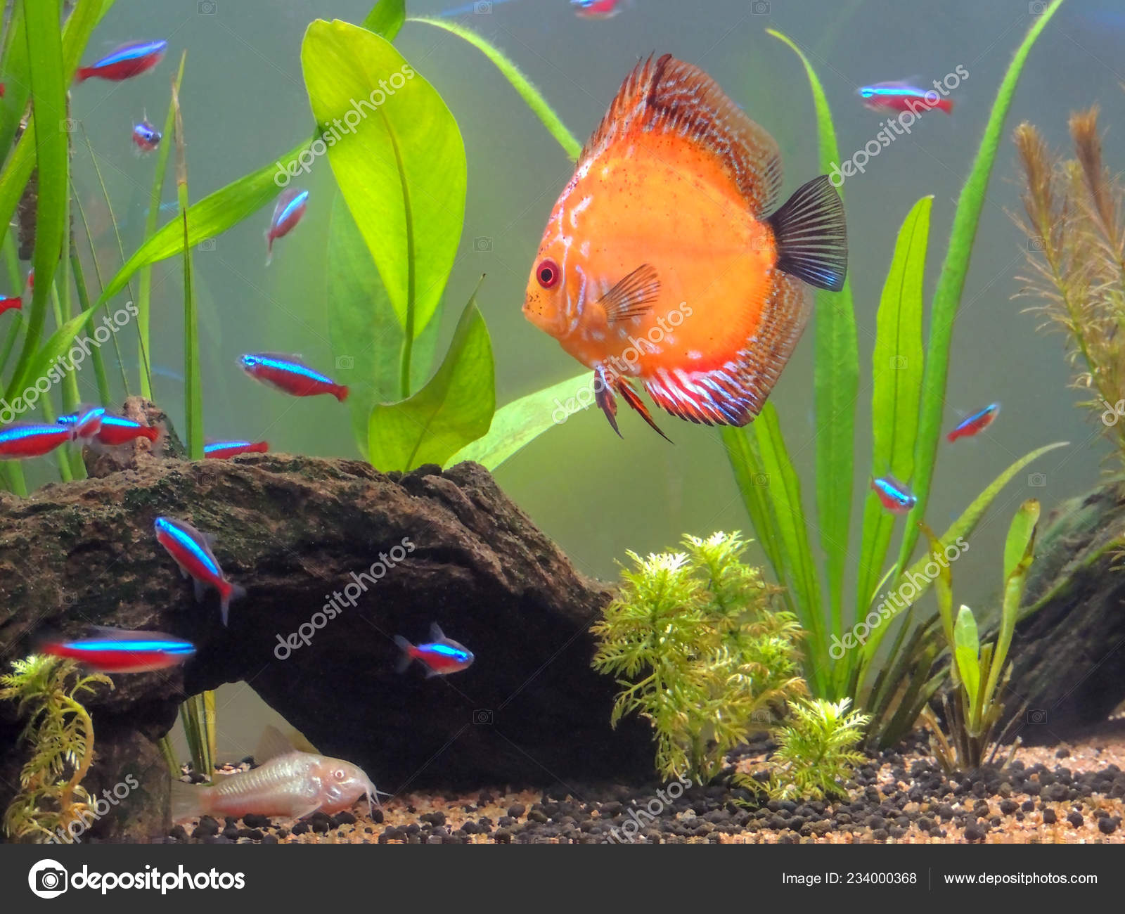 Discus Fish Swimming Fresh Water Aquarium Surrounded - Neon Tetra Aquarium , HD Wallpaper & Backgrounds