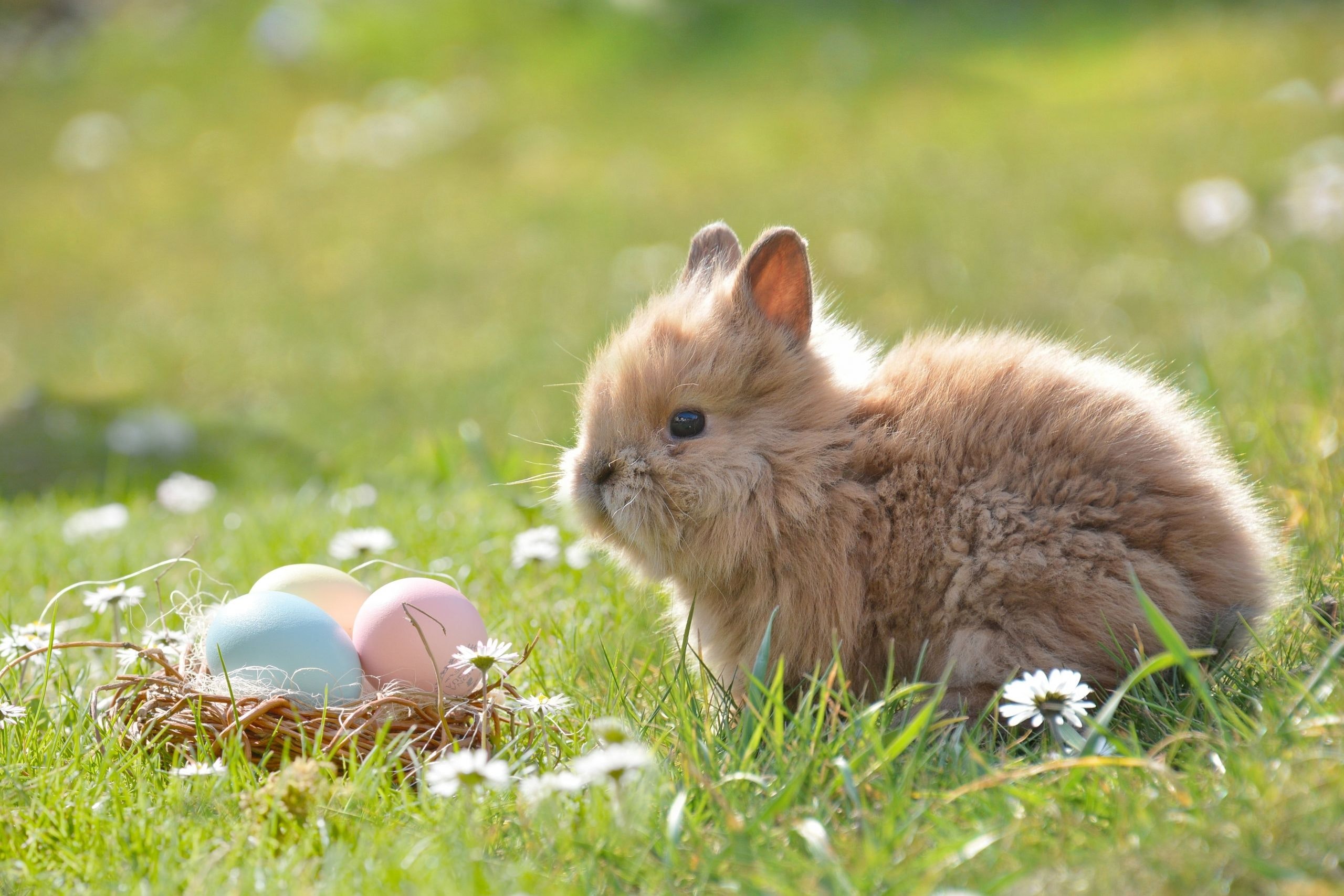 Cute Bunny With Eggs , HD Wallpaper & Backgrounds