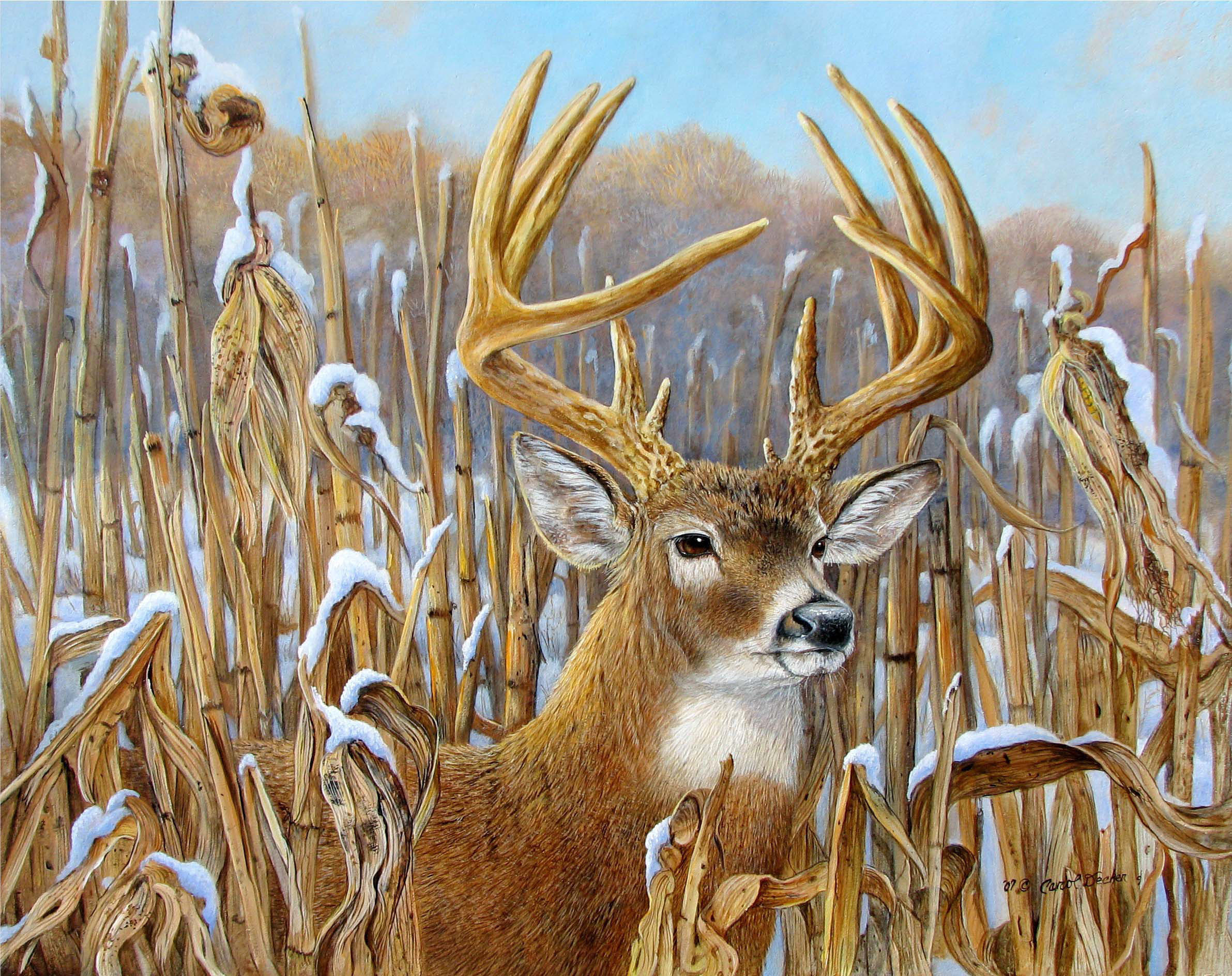 2383x1889, Whitetail Deer Wallpaper 73 Â - Whitetail Deer Wallpaper Hd , HD Wallpaper & Backgrounds