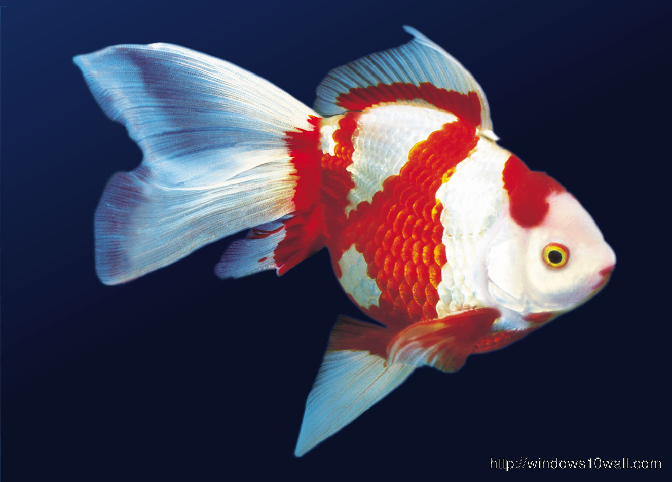 Aquarium Gold Fish Hd , HD Wallpaper & Backgrounds