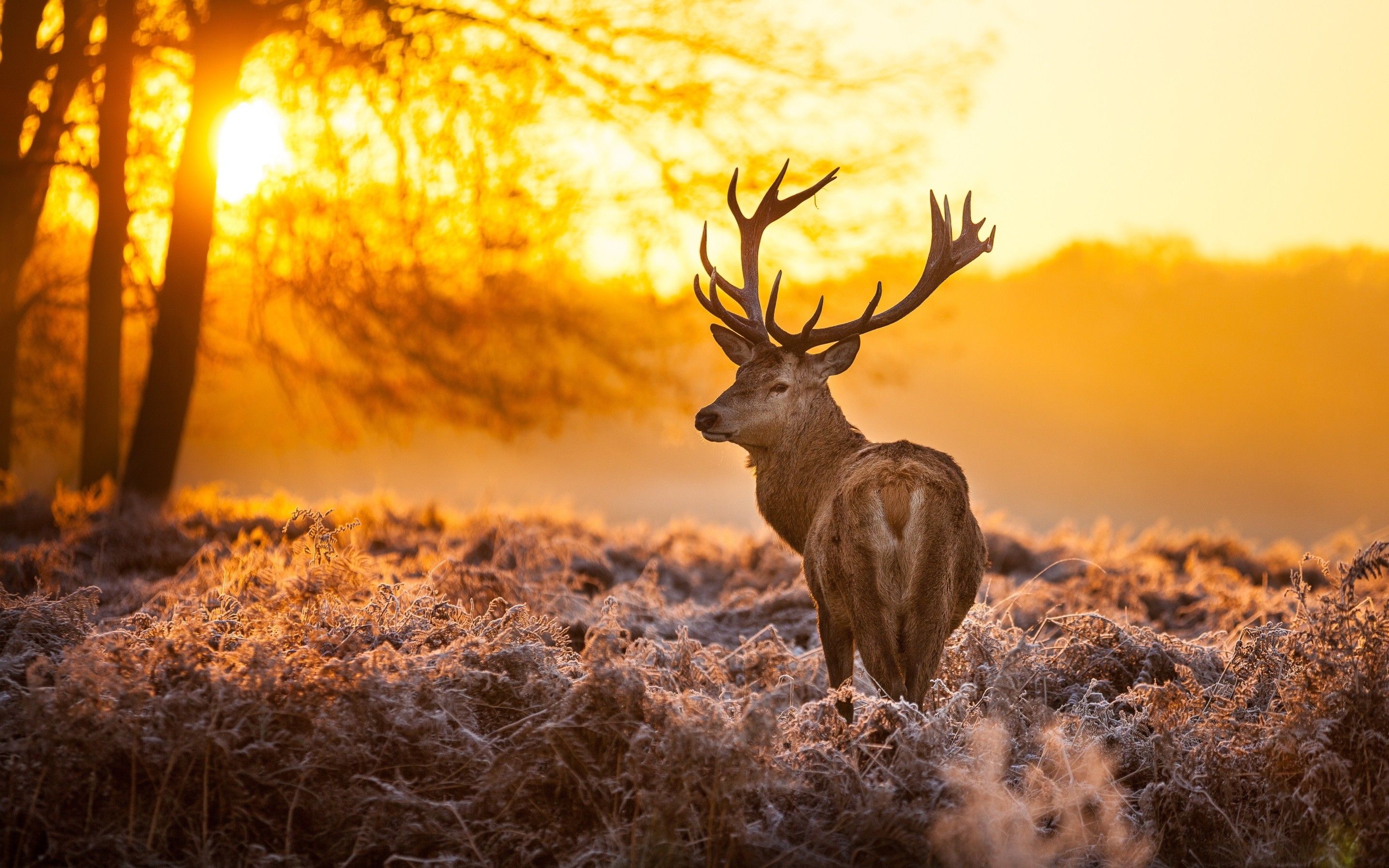 Deer Hunting Wallpaper For Computer 
 Data-src /full/168673 - Deer Background , HD Wallpaper & Backgrounds