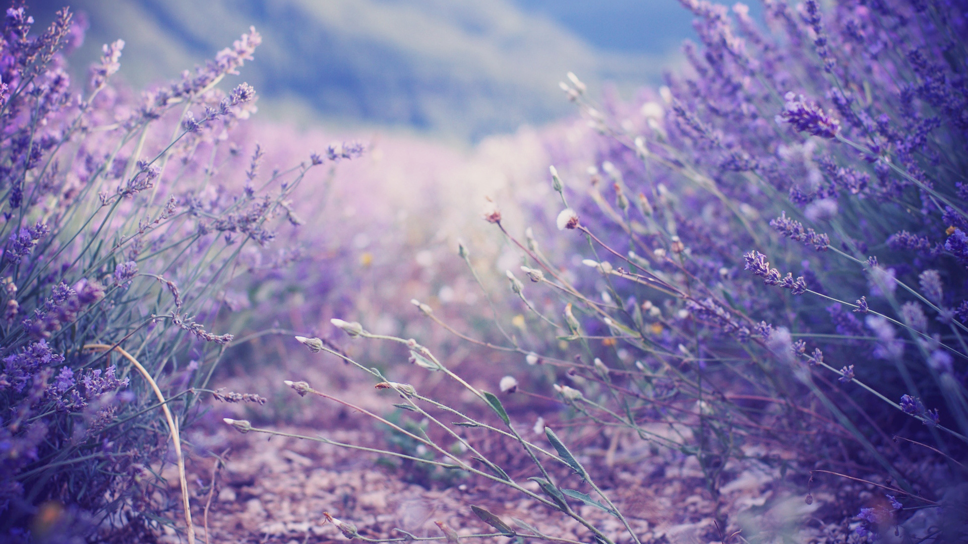 Free Lilac Wallpaper - Lavender Background , HD Wallpaper & Backgrounds