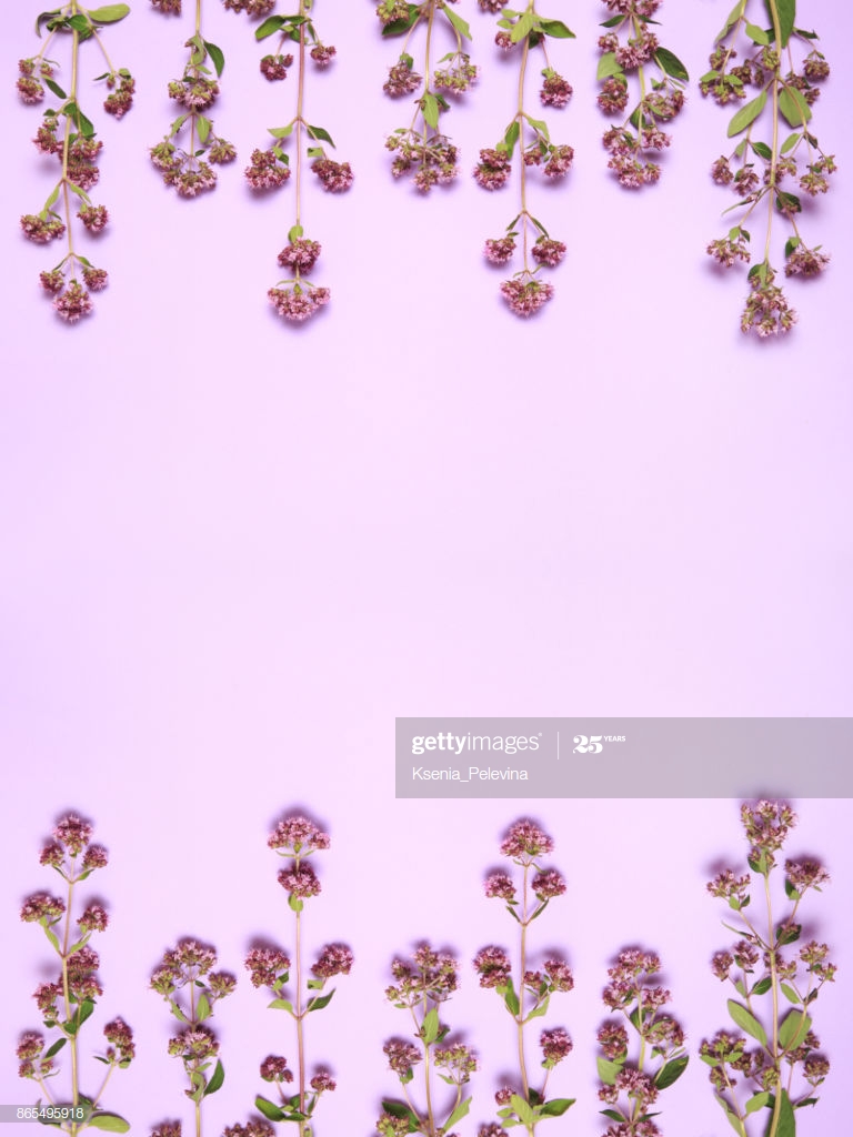 Floral Wallpaper Curb Of Almond Plants On A Lilac Background - English Lavender , HD Wallpaper & Backgrounds