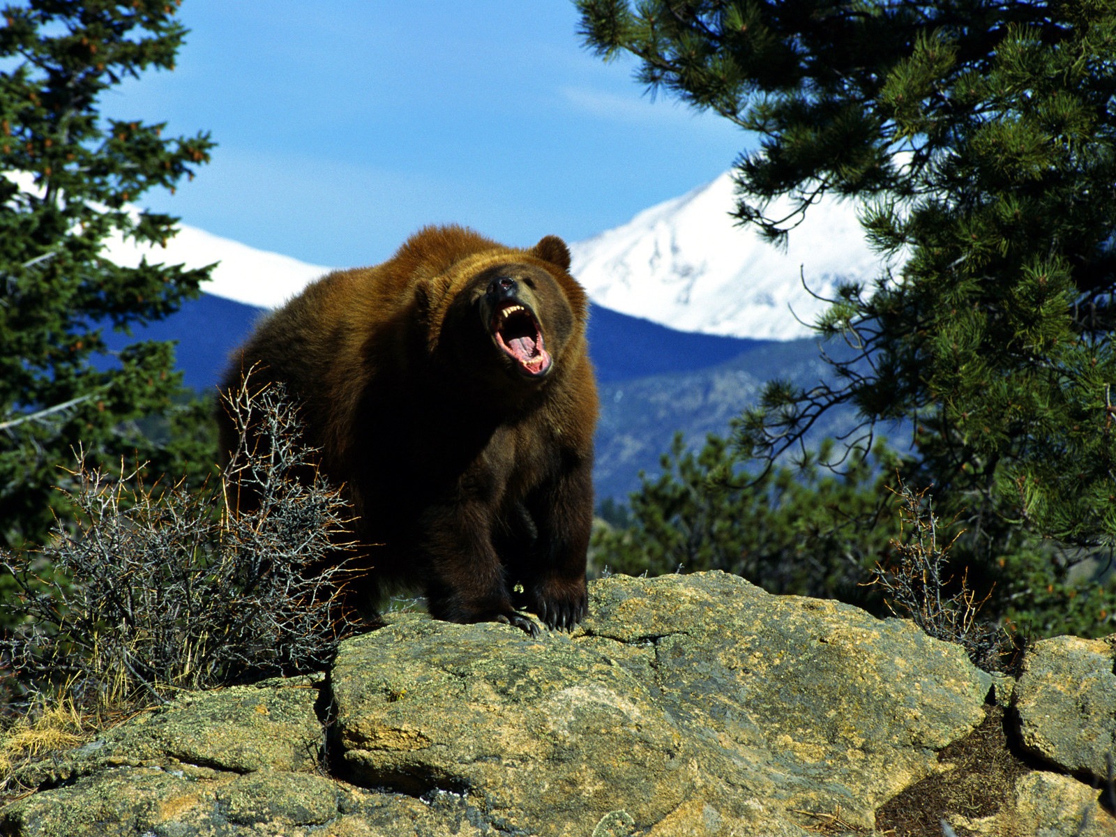 Grizzly Bear Background , HD Wallpaper & Backgrounds