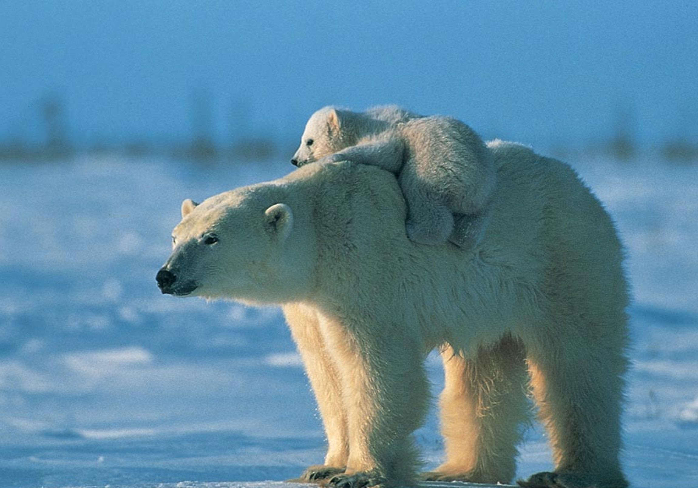 Hd Wallpaper - Baby Polar Bears , HD Wallpaper & Backgrounds