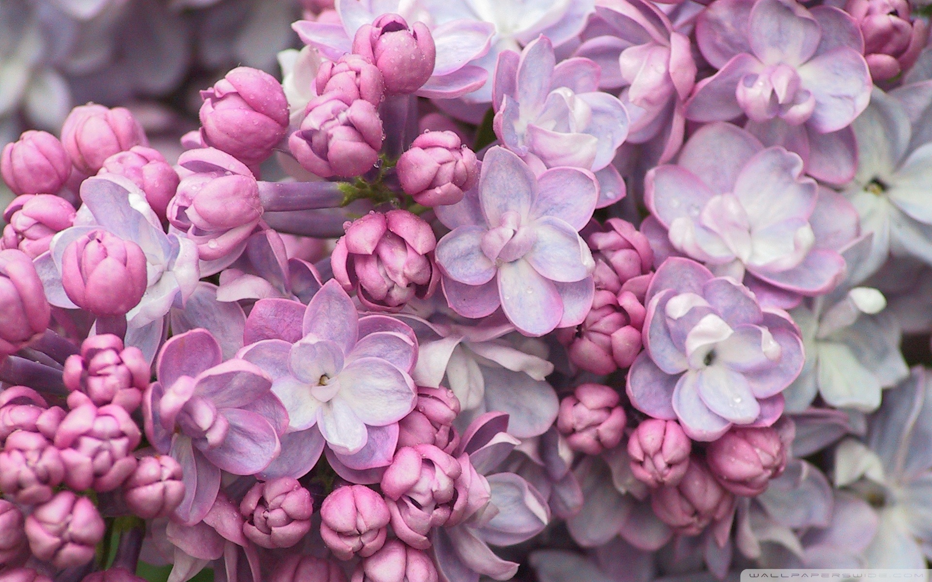 Pink Lilac , HD Wallpaper & Backgrounds