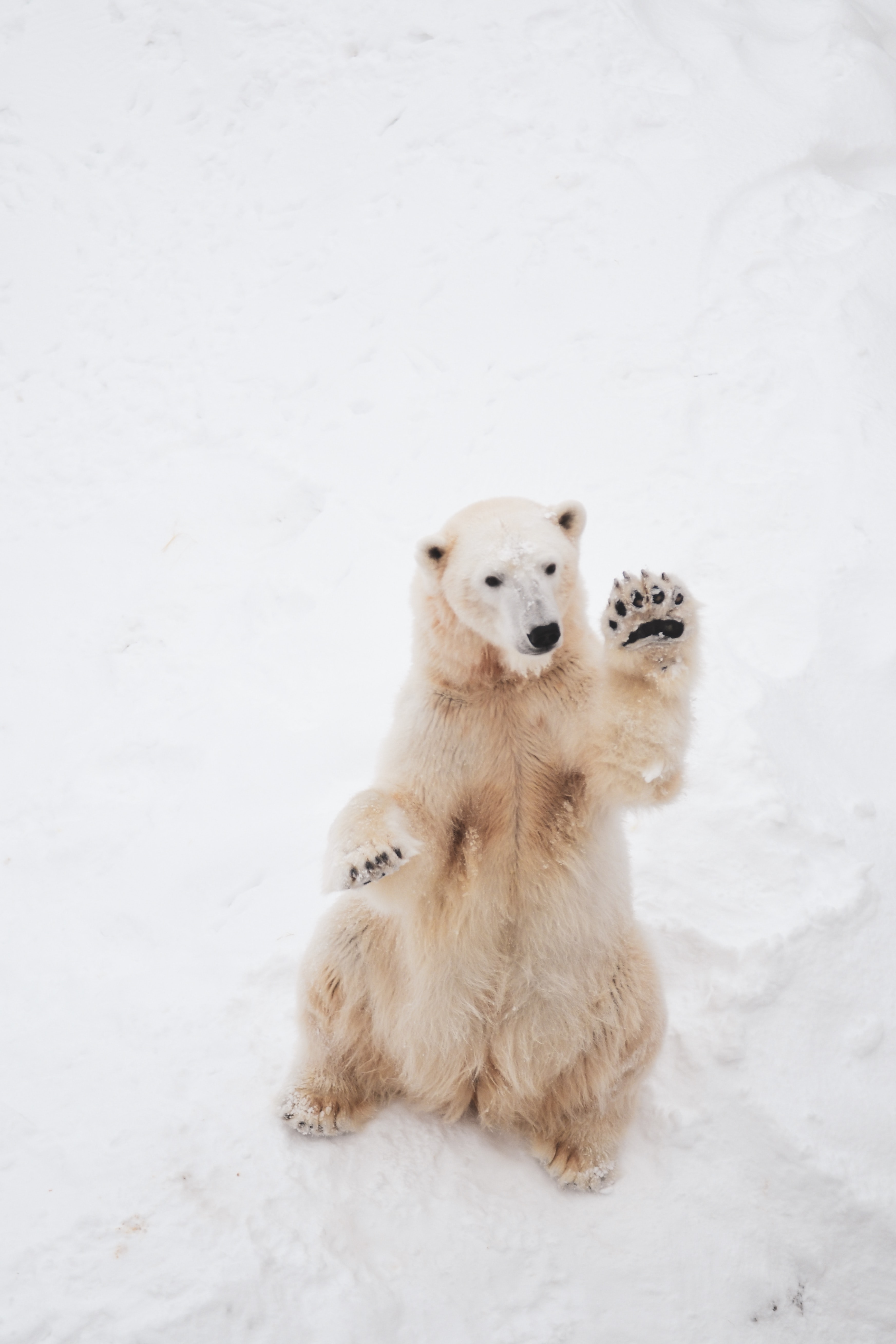 Polar Bear , HD Wallpaper & Backgrounds