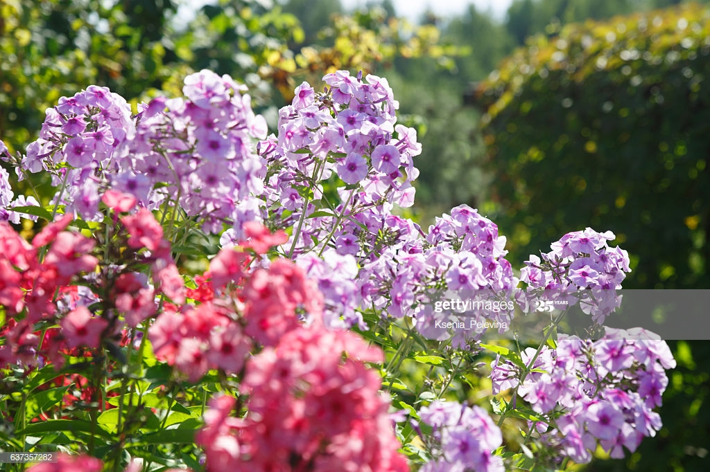 Phlox Lilac And Pink - Alyssum , HD Wallpaper & Backgrounds