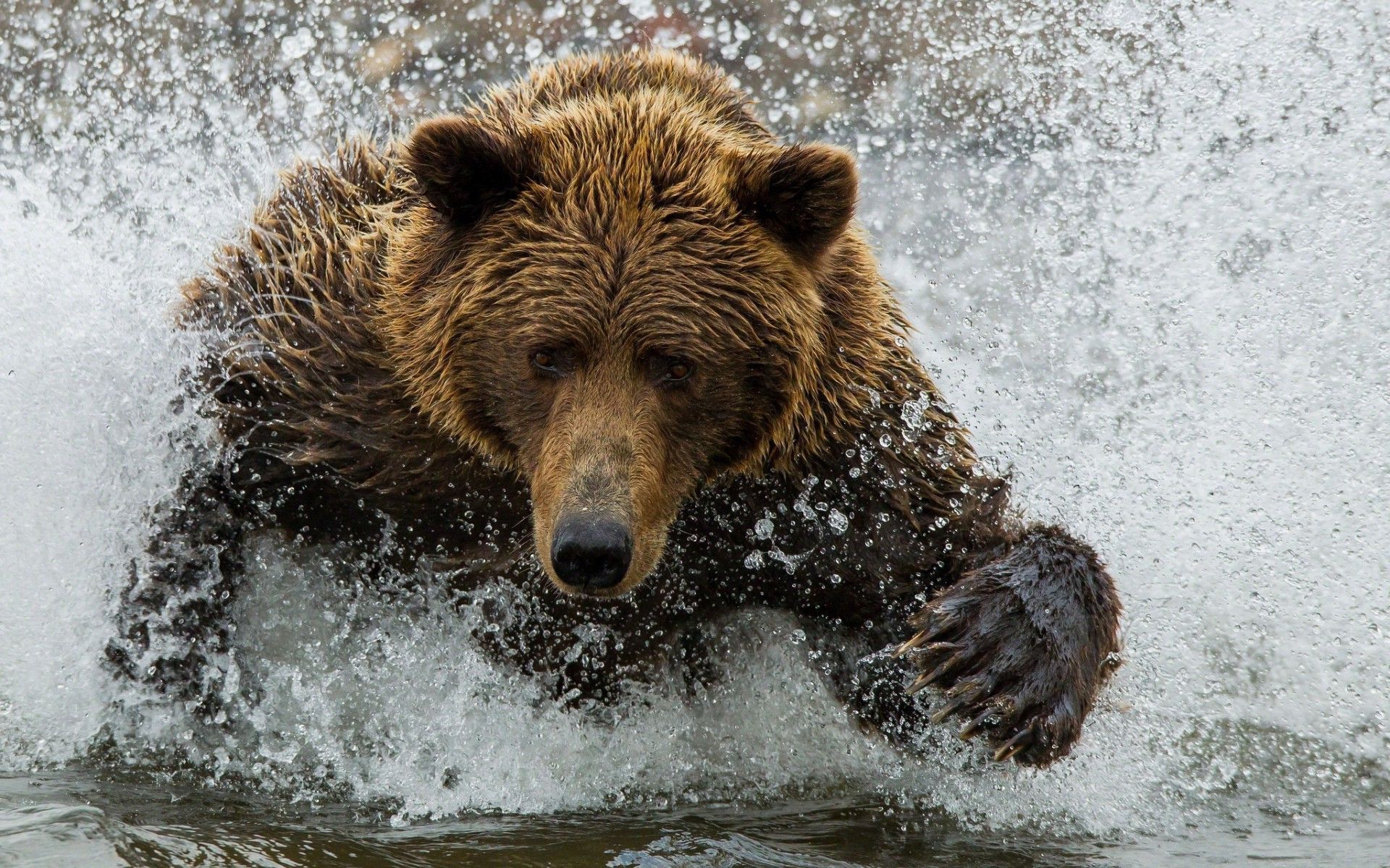 High Resolution Grizzly Bear , HD Wallpaper & Backgrounds